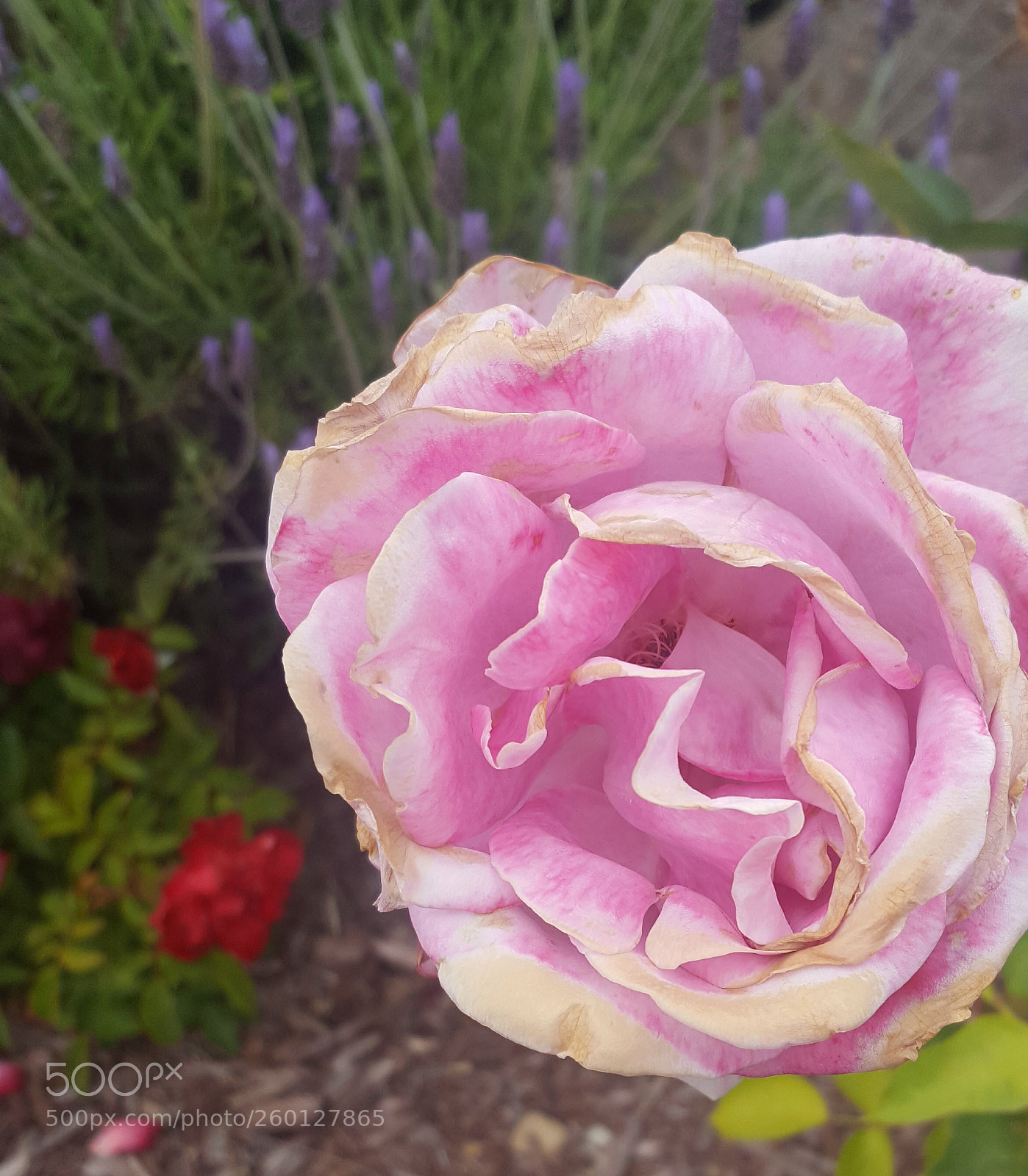 Samsung Galaxy S6 sample photo. Neiborhood floral photography