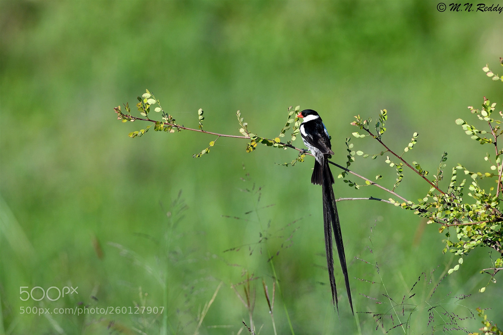 Nikon D850 sample photo. Pin-tailed whydah photography