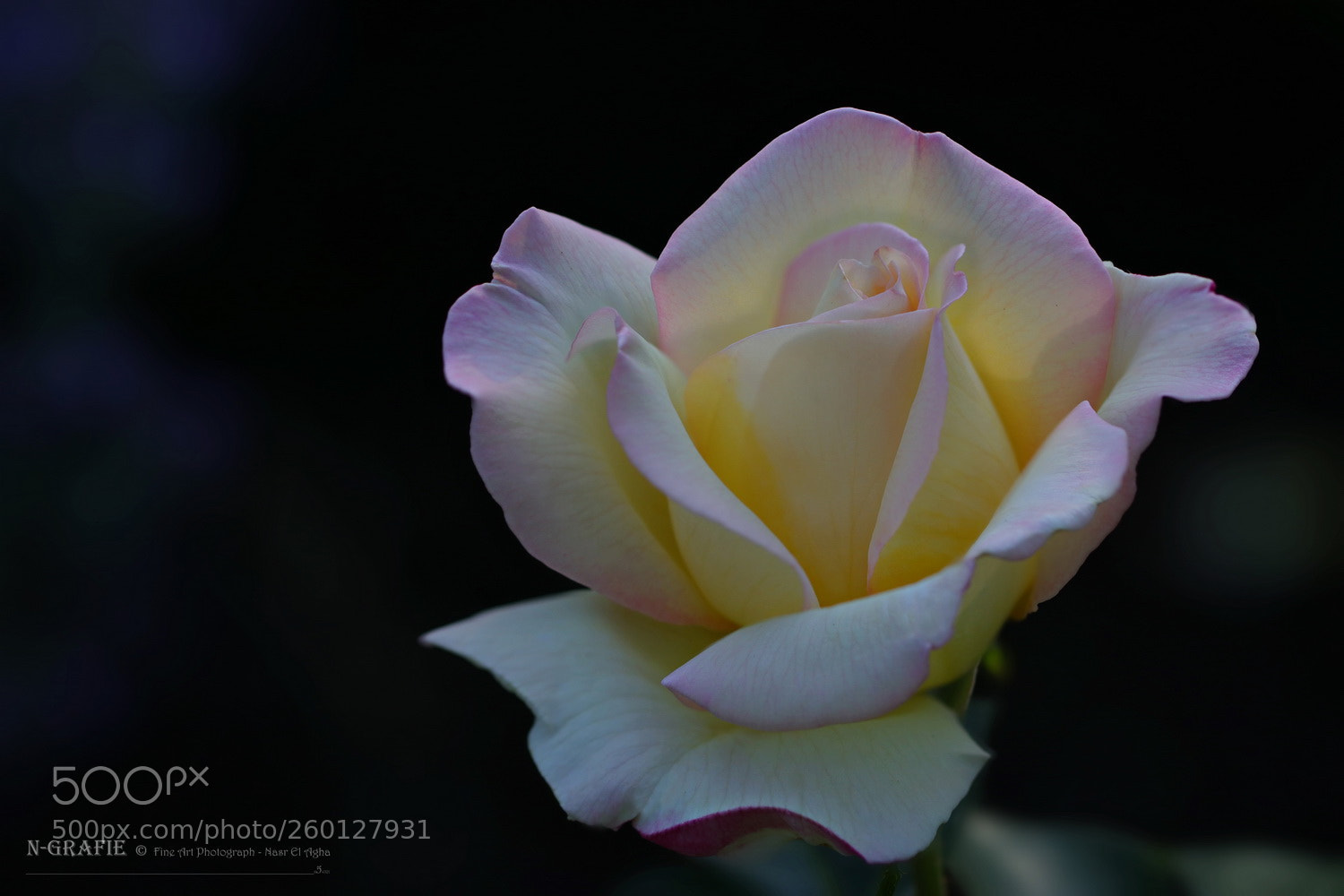 Canon EOS 80D sample photo. Untitled photography