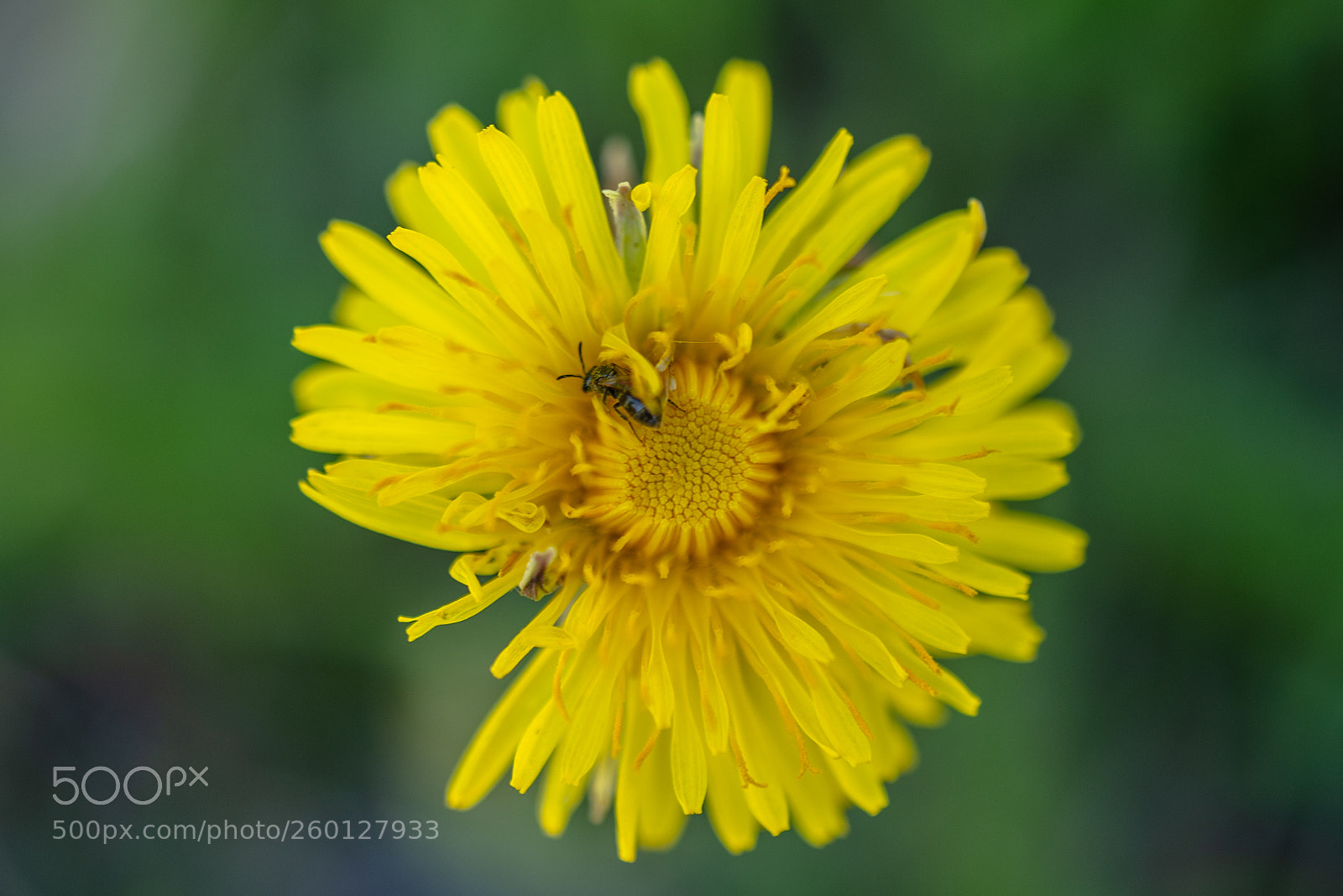 Nikon D610 sample photo. Dandelion with its insect photography