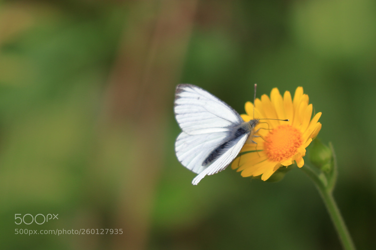 Canon EOS 800D (EOS Rebel T7i / EOS Kiss X9i) sample photo. Large white photography