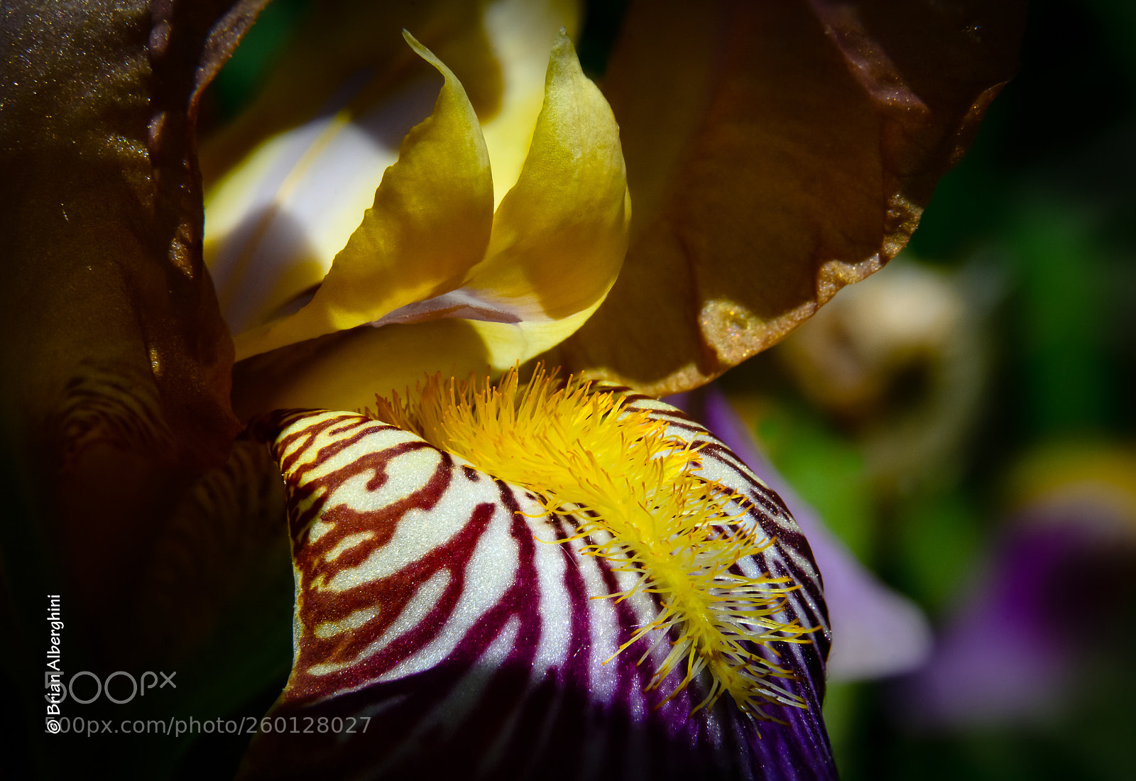 Nikon D7100 sample photo. Yellow beard photography