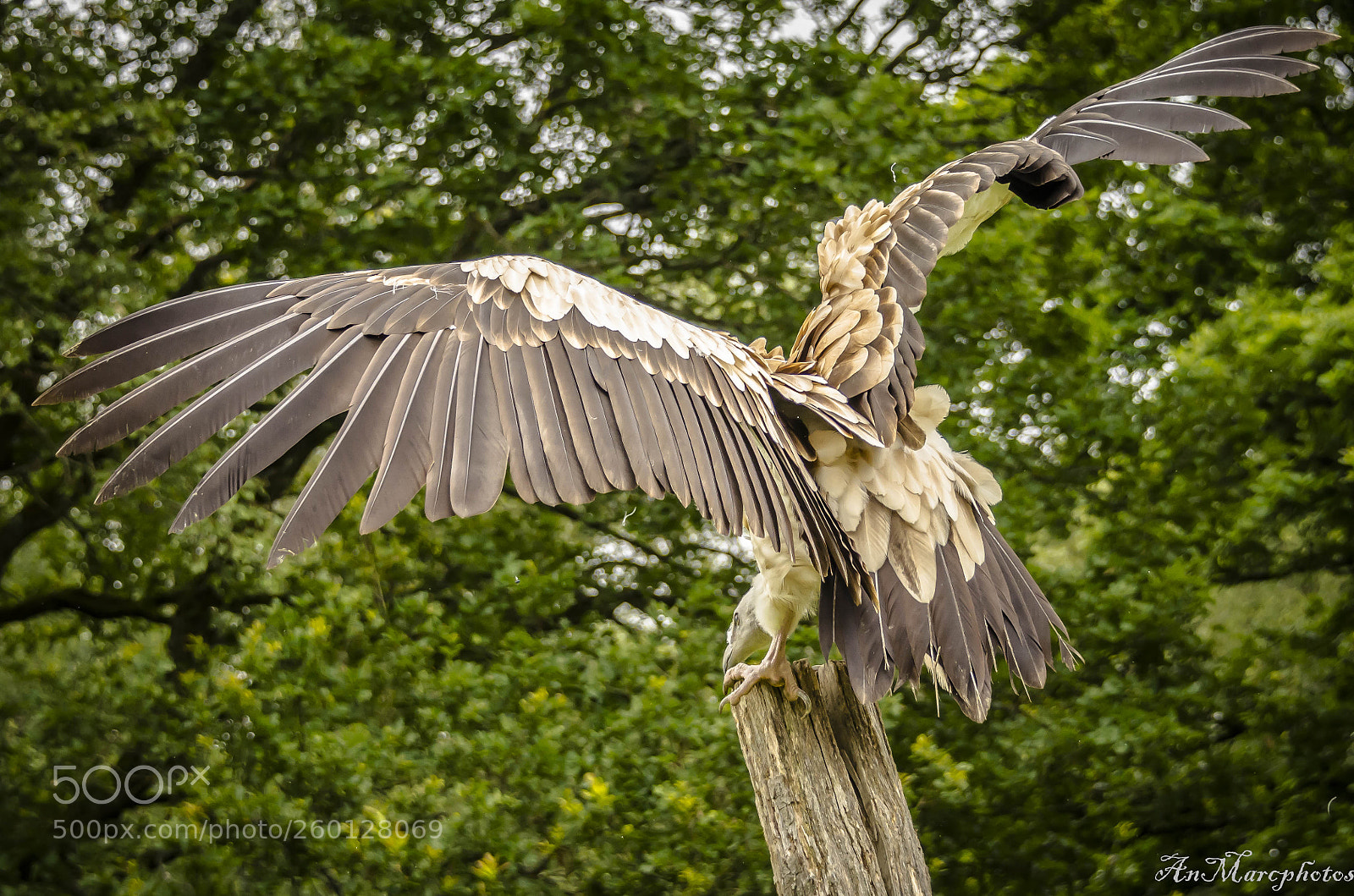 Nikon D7000 sample photo. Vautour. rambouillet () photography