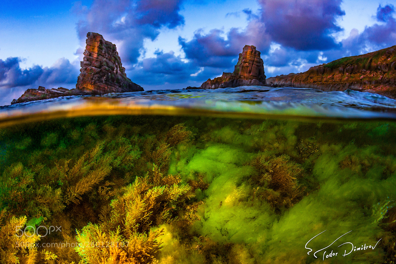 Canon EOS 50D sample photo. Split level colorful algae photography