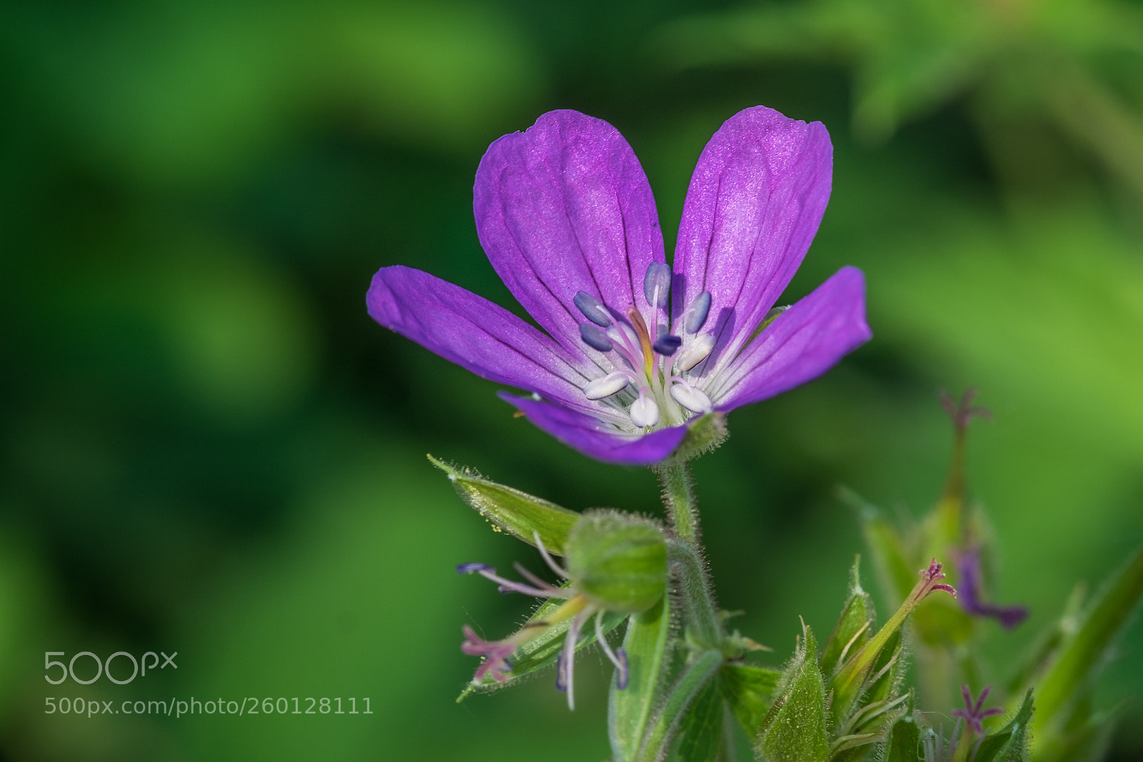 Fujifilm X-T1 sample photo. Purple beauty photography
