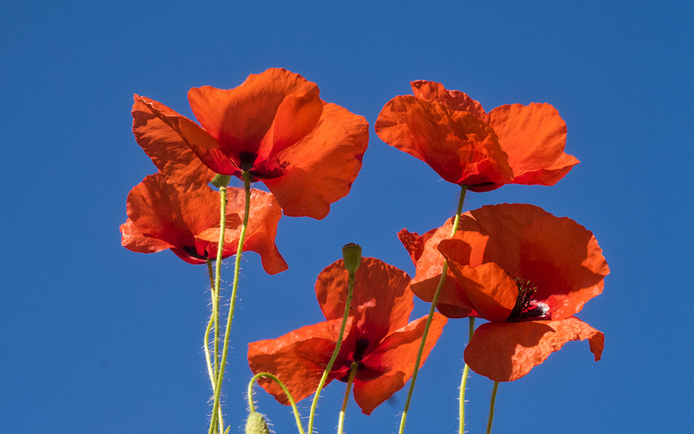 Olympus STYLUS1,1s sample photo. Amapolas photography