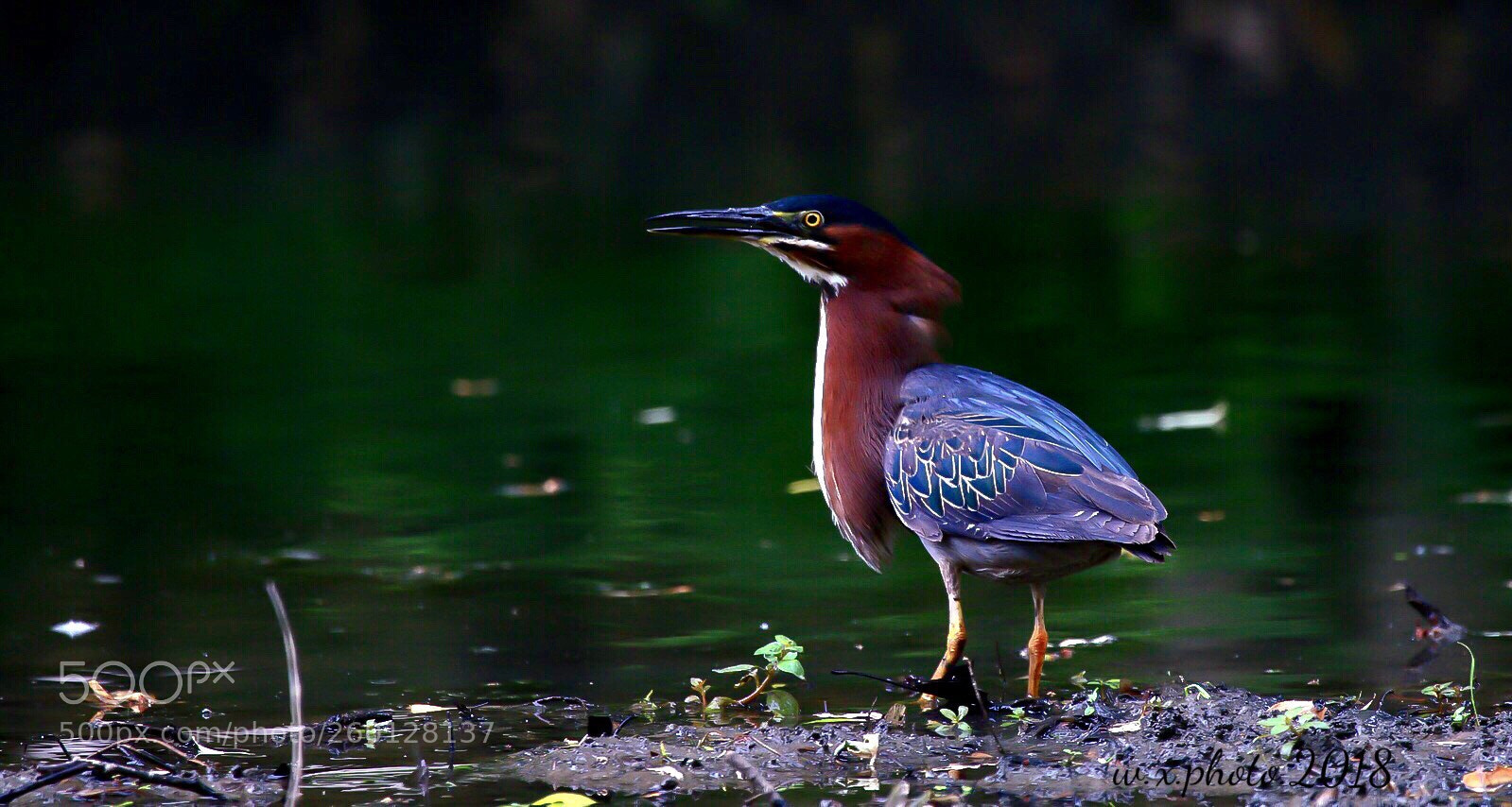Canon EOS 7D Mark II sample photo. Green herons photography