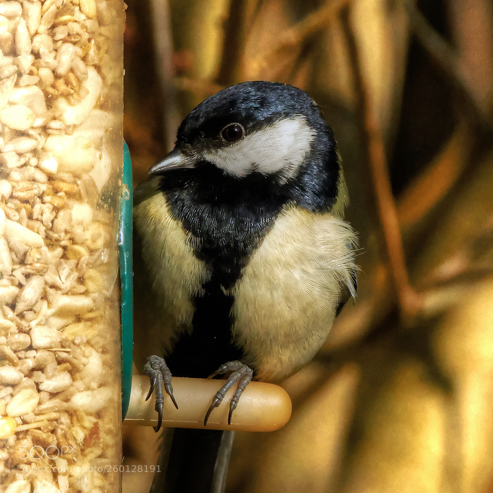 Sony ILCA-77M2 sample photo. Big tit photography