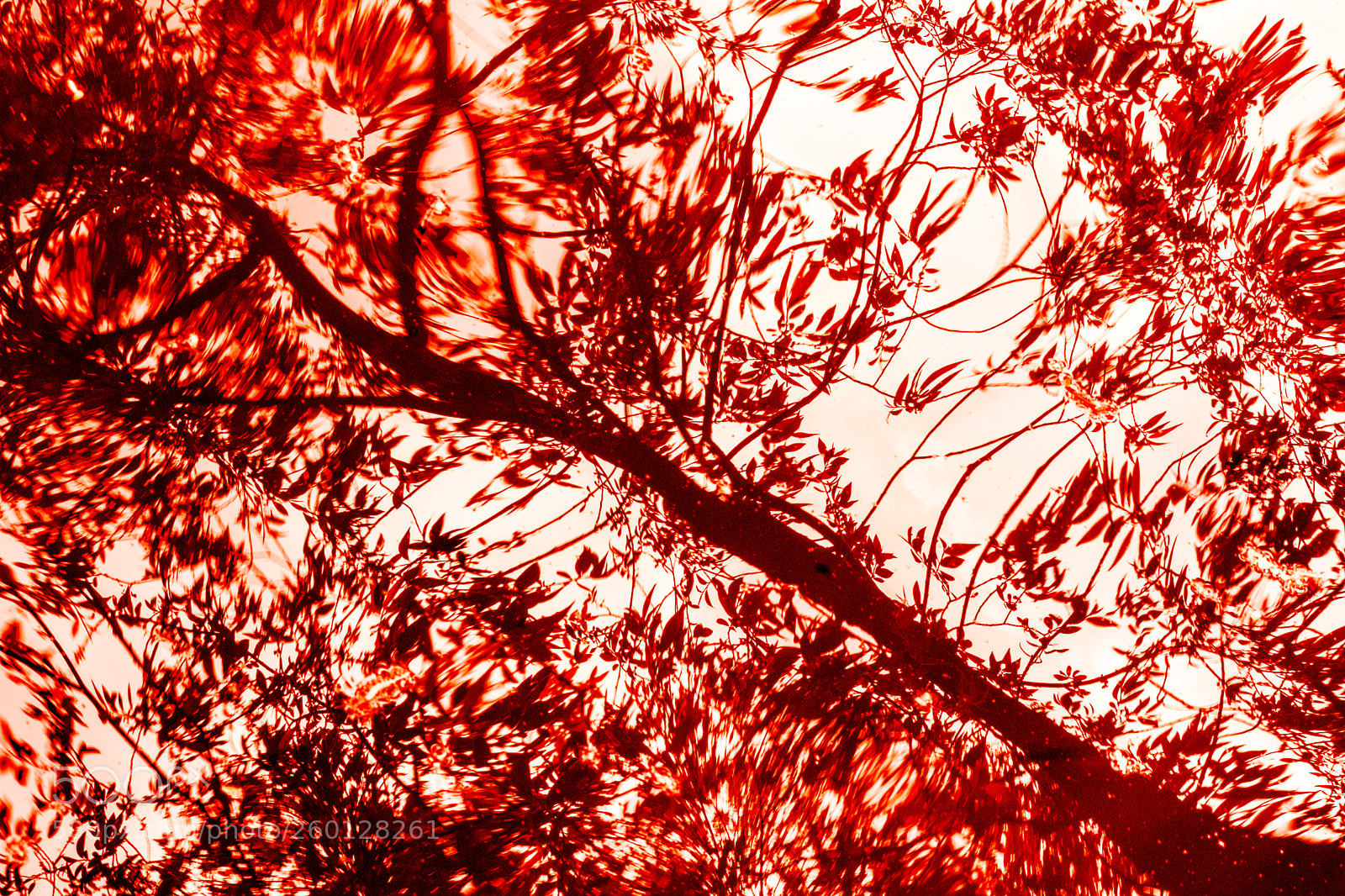 Nikon D5300 sample photo. Blood photography