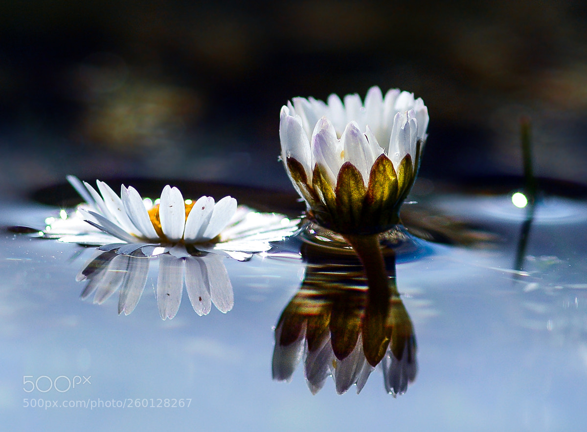Nikon D7100 sample photo. Papatya photography