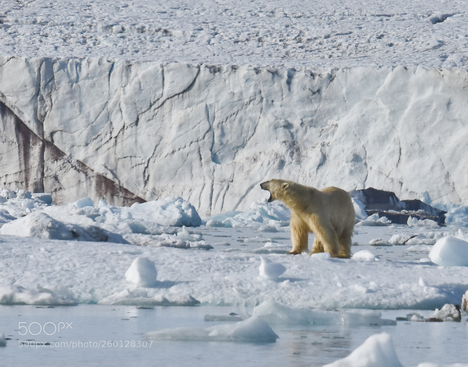 Nikon D7200 sample photo. Polar bear photography