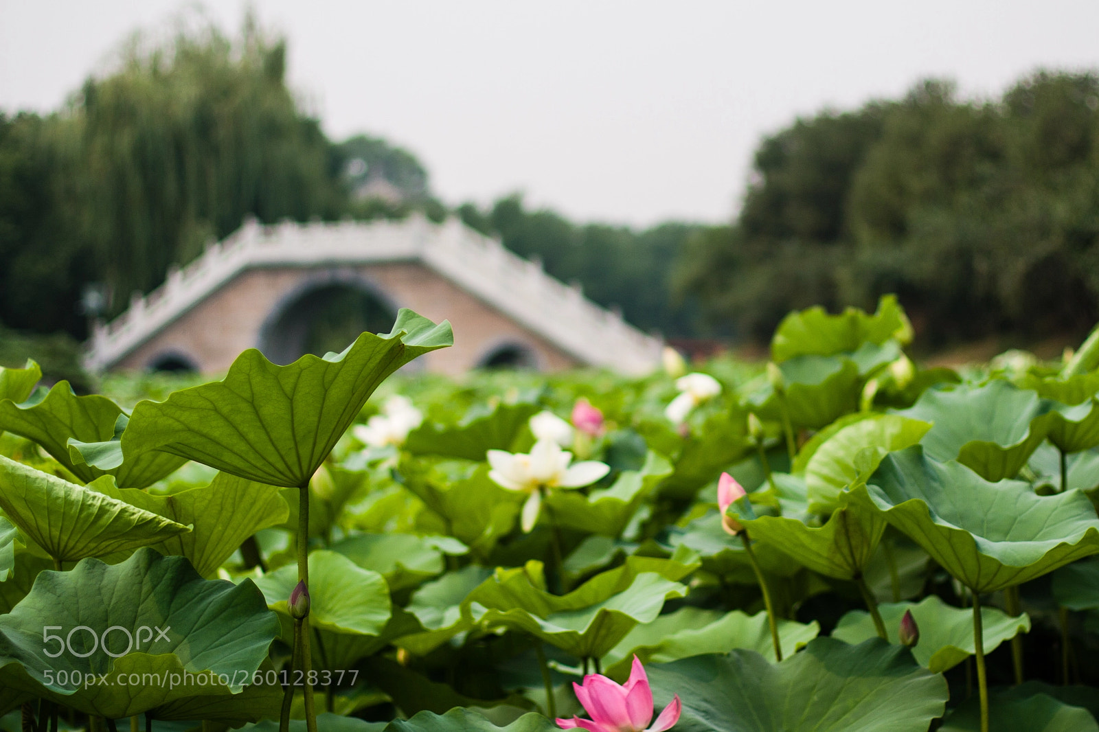 Canon EOS 40D sample photo. Summer palace (頤和園) photography