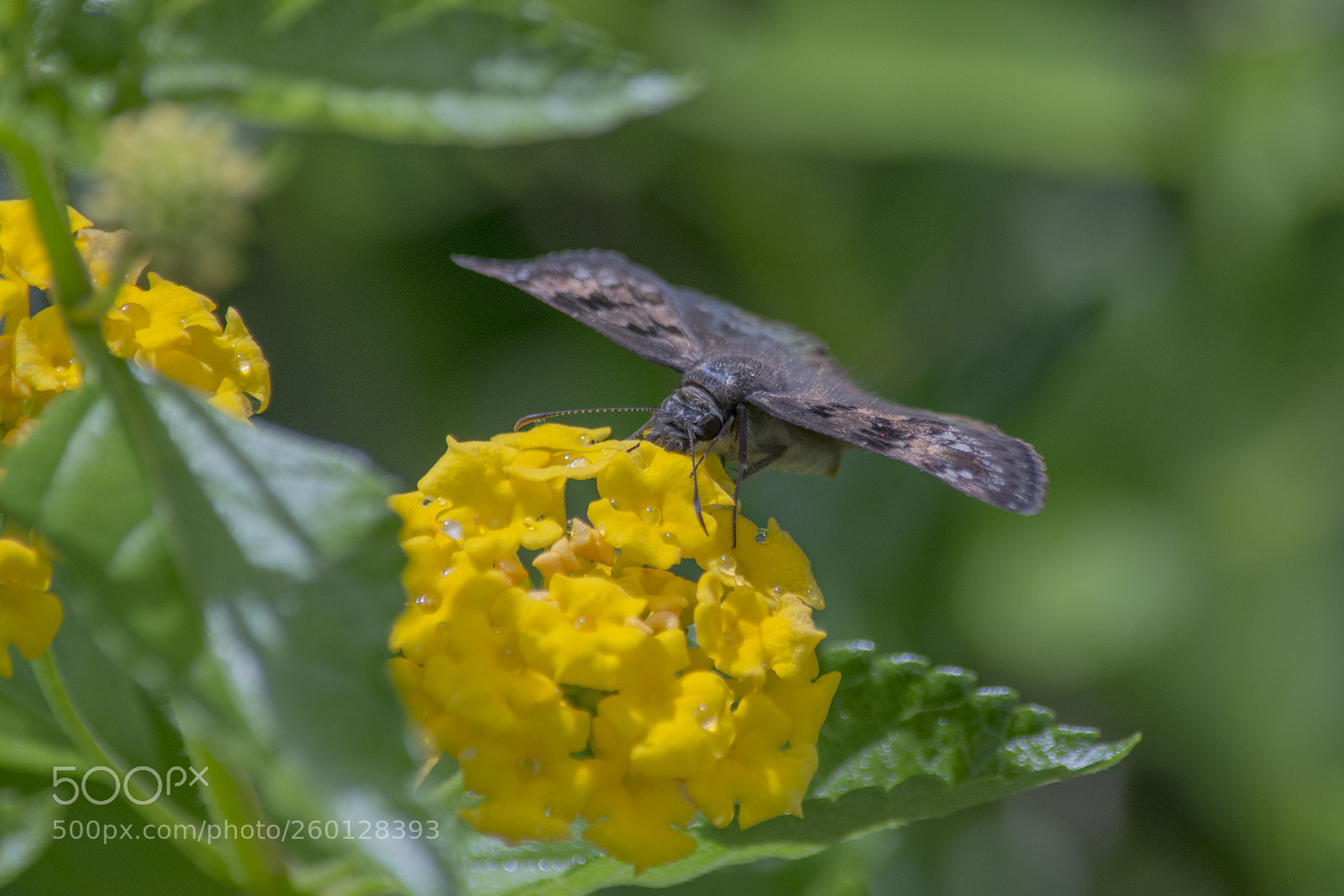 Nikon D7100 sample photo. Duskywing photography