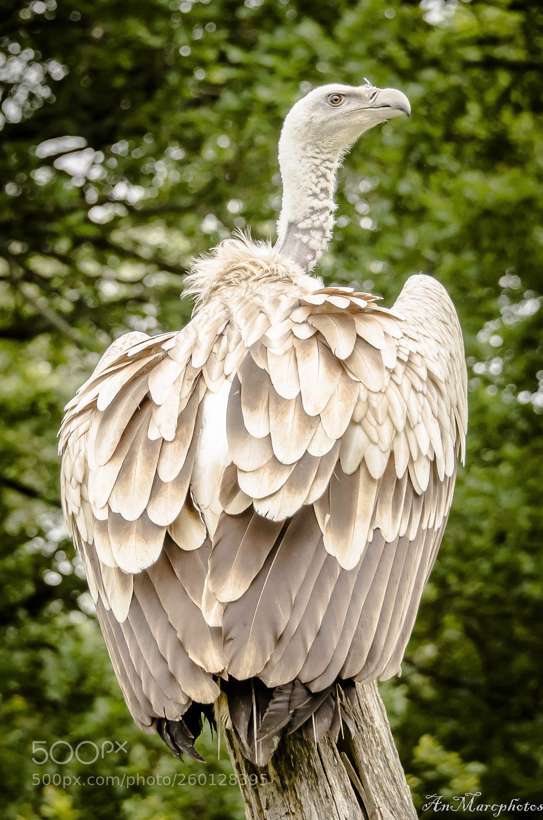 Nikon D7000 sample photo. Vautour. rambouillet () photography