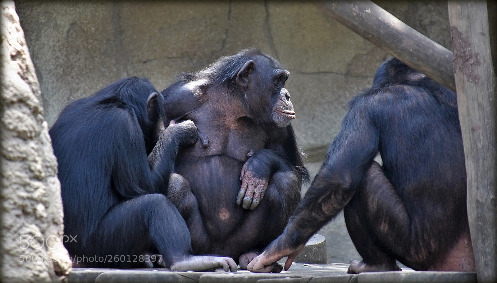 Nikon D7200 sample photo. "three chimps" photography