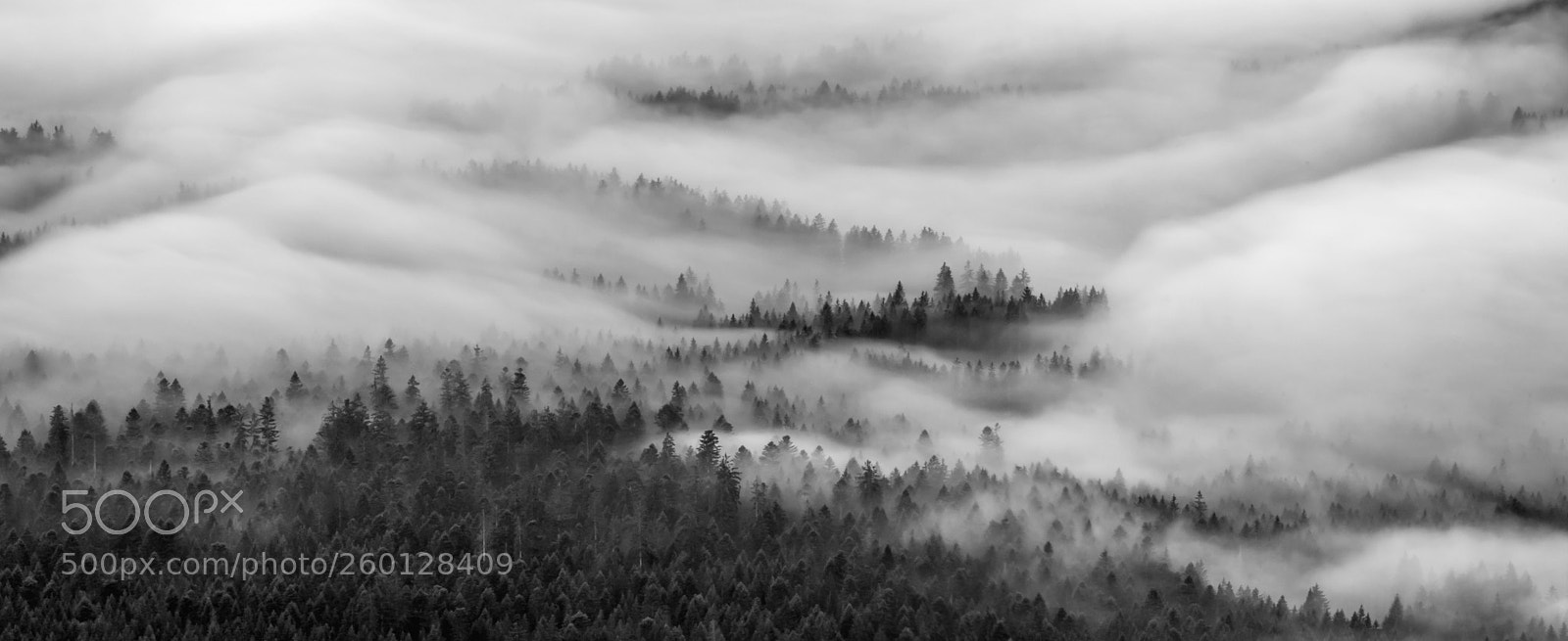 Nikon D750 sample photo. Mystic forest photography