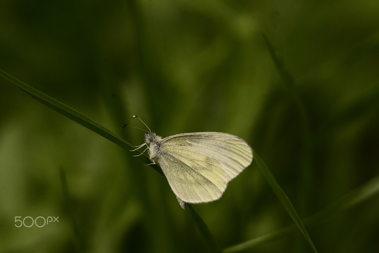 Sigma 70-200mm F2.8 EX DG OS HSM sample photo. Buttefly photography