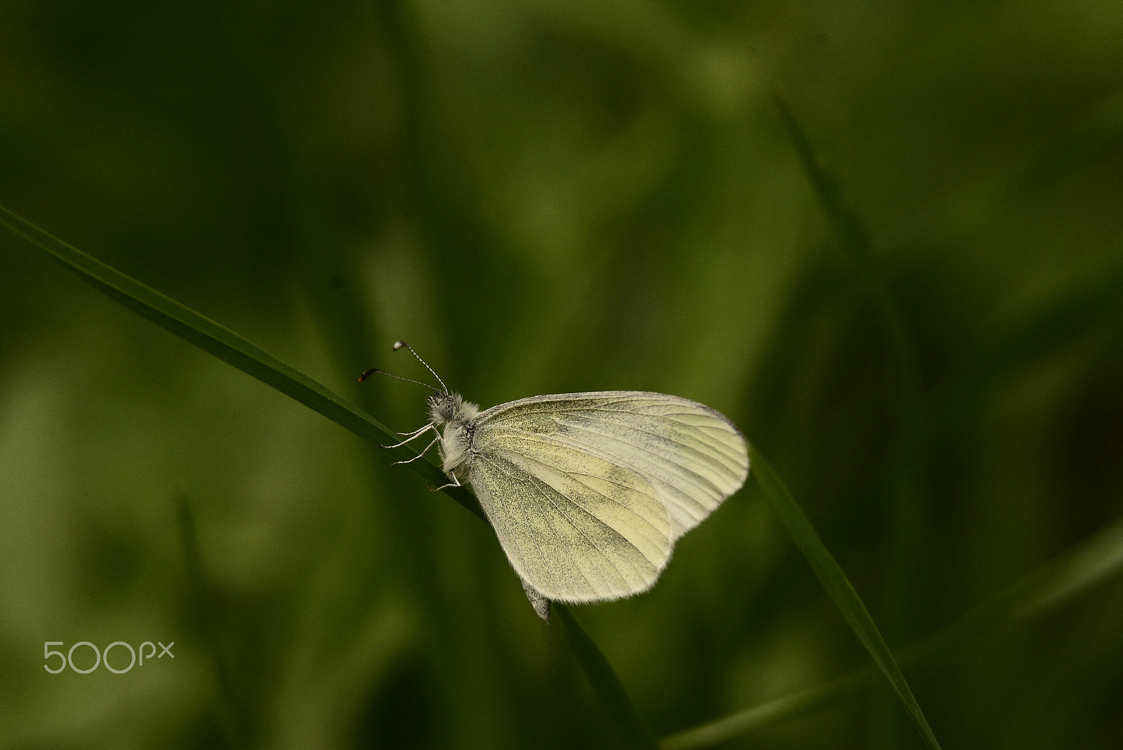 Sigma 70-200mm F2.8 EX DG OS HSM sample photo. Buttefly photography