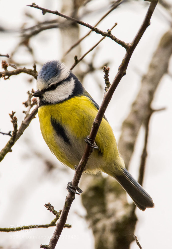 Nikon D7100 sample photo. Cyanistes caeruleus - m photography