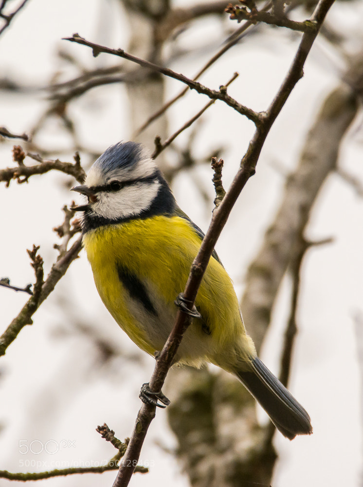 Nikon D7100 sample photo. Cyanistes caeruleus - m photography