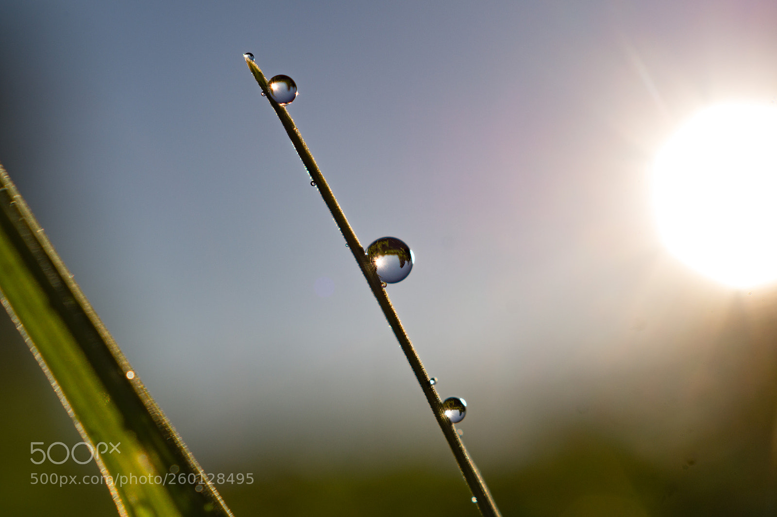 Sony SLT-A58 sample photo. Three drops photography
