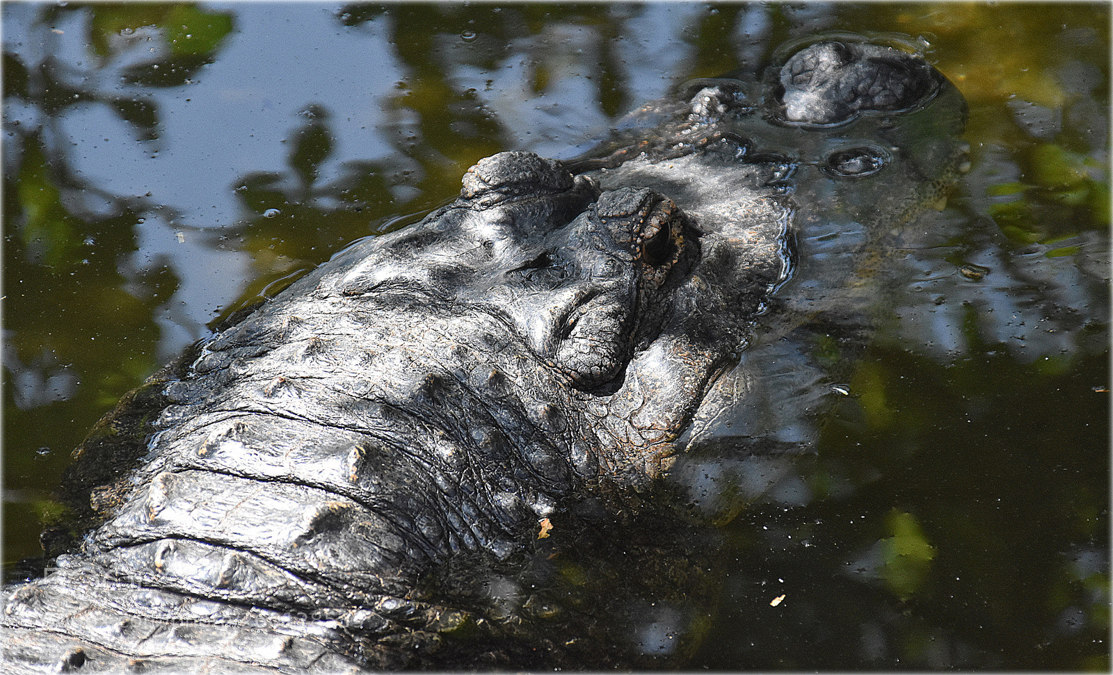 Nikon D7200 sample photo. "aligator" photography