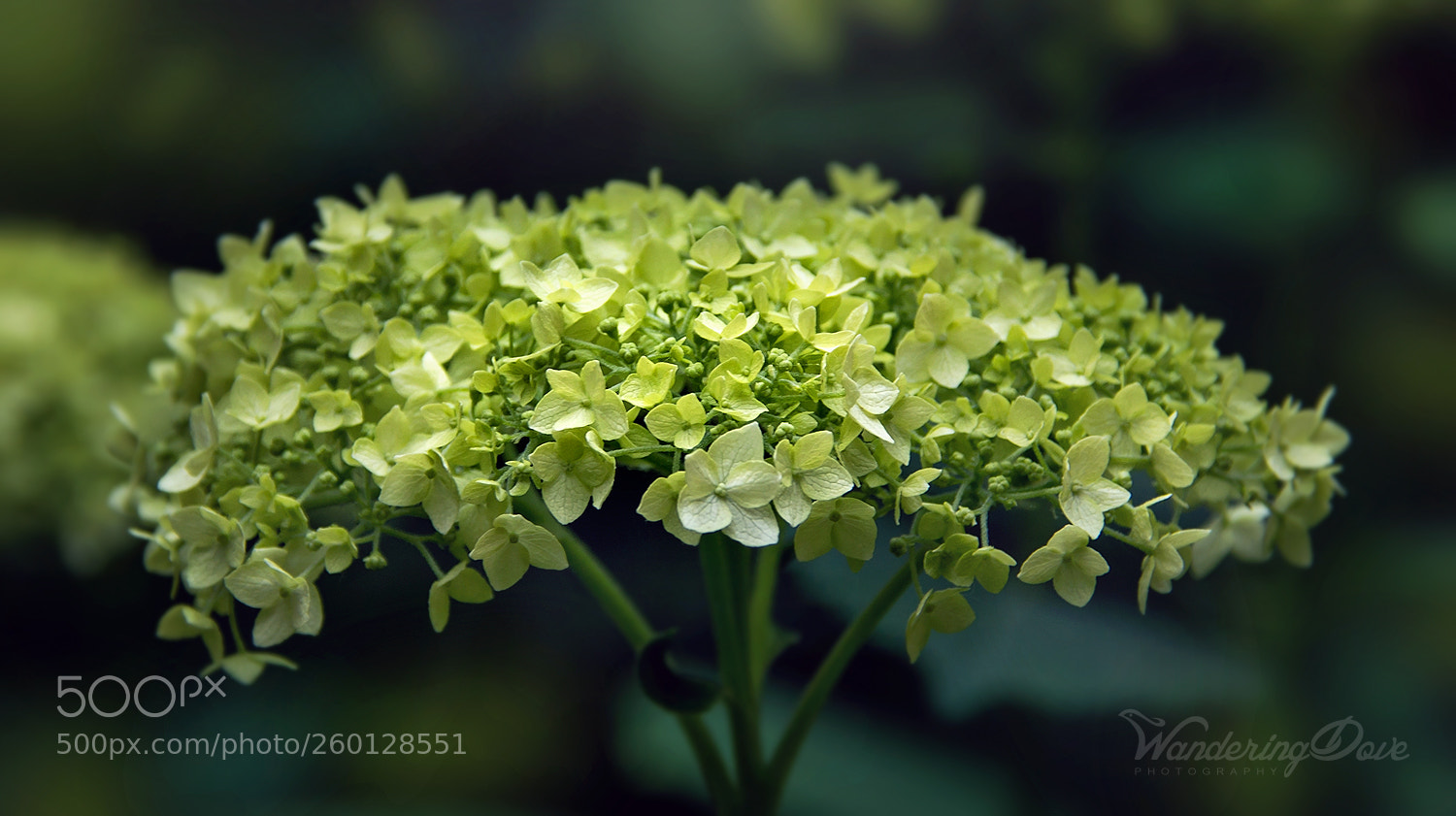 Nikon D3200 sample photo. Intricate umbrella photography