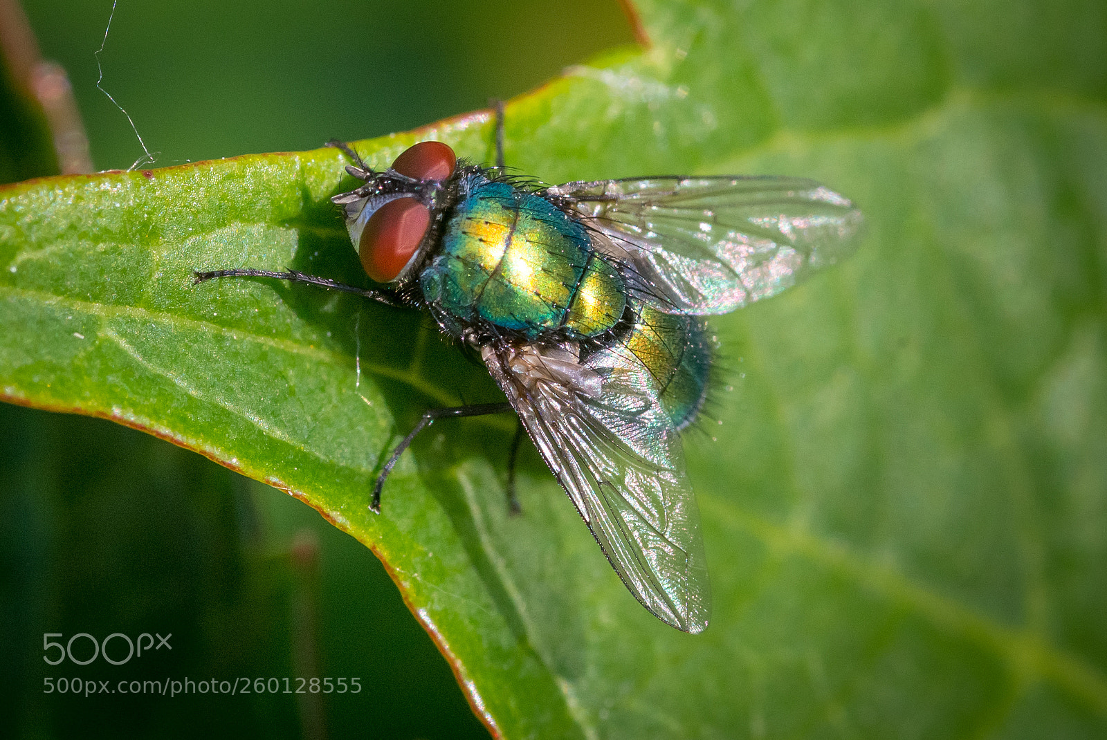 Nikon D610 sample photo. Sitting fly photography
