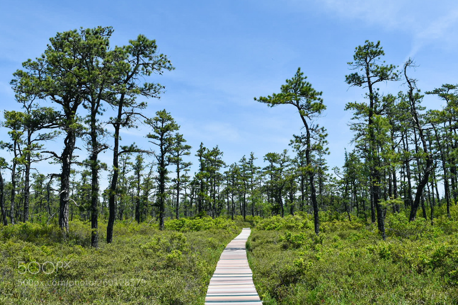 Nikon D5500 sample photo. Boardwalk photography