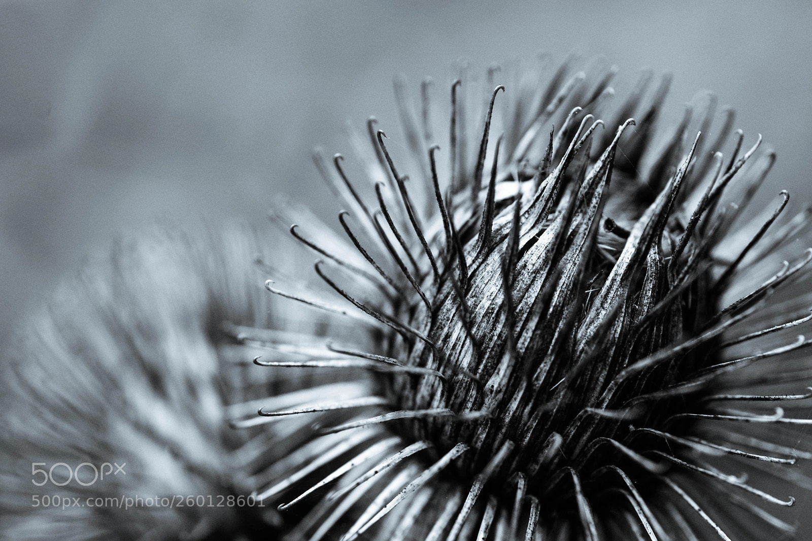 Sony Alpha DSLR-A700 sample photo. Silver photography