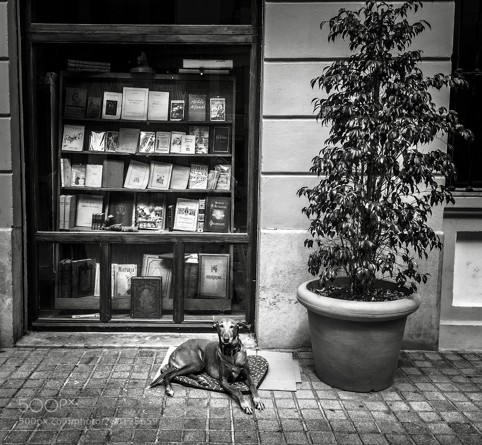 Apple iPhone 6 Plus sample photo. Bookseller dog photography