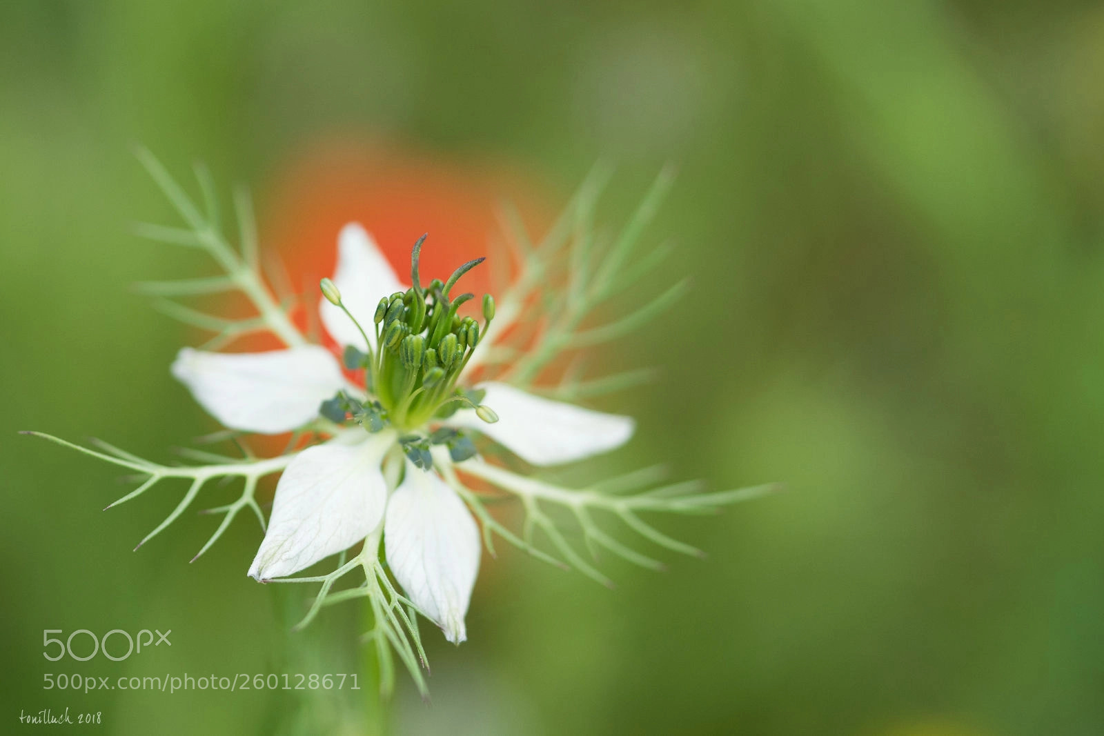 Sony a7 II sample photo. Macro photography