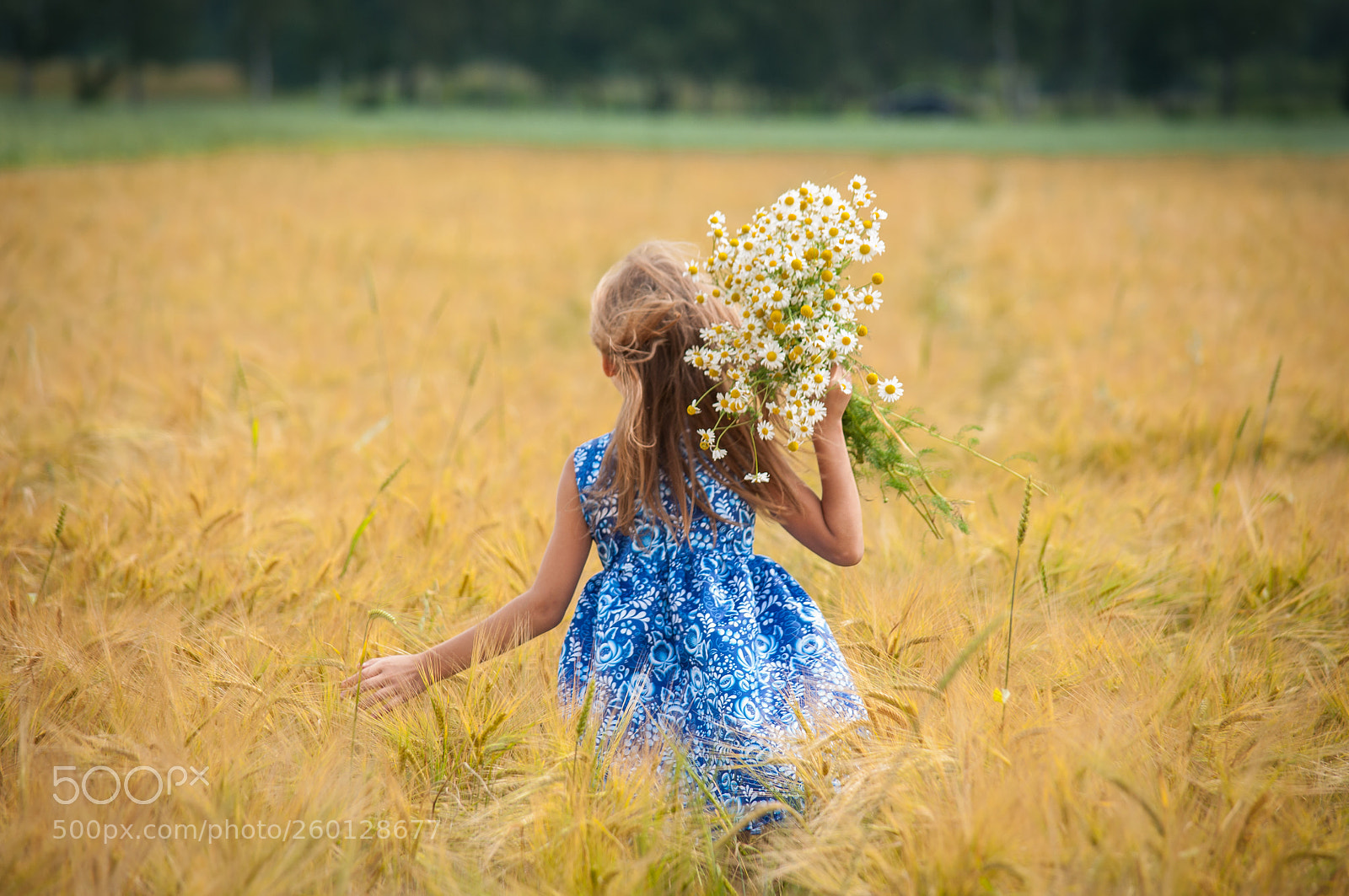 Nikon D5000 sample photo. Field with flowers photography