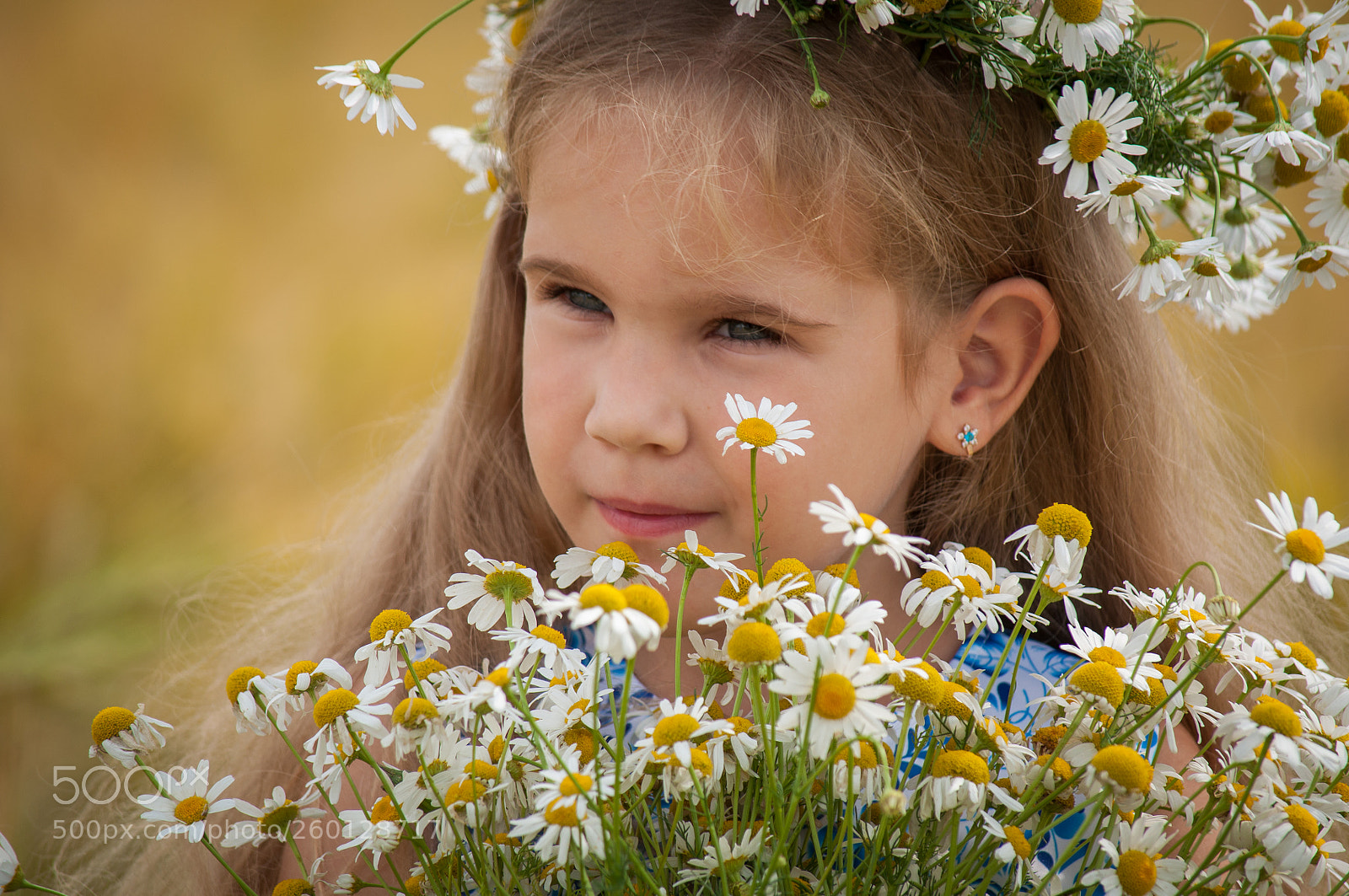 Nikon D5000 sample photo. Field with flowers photography