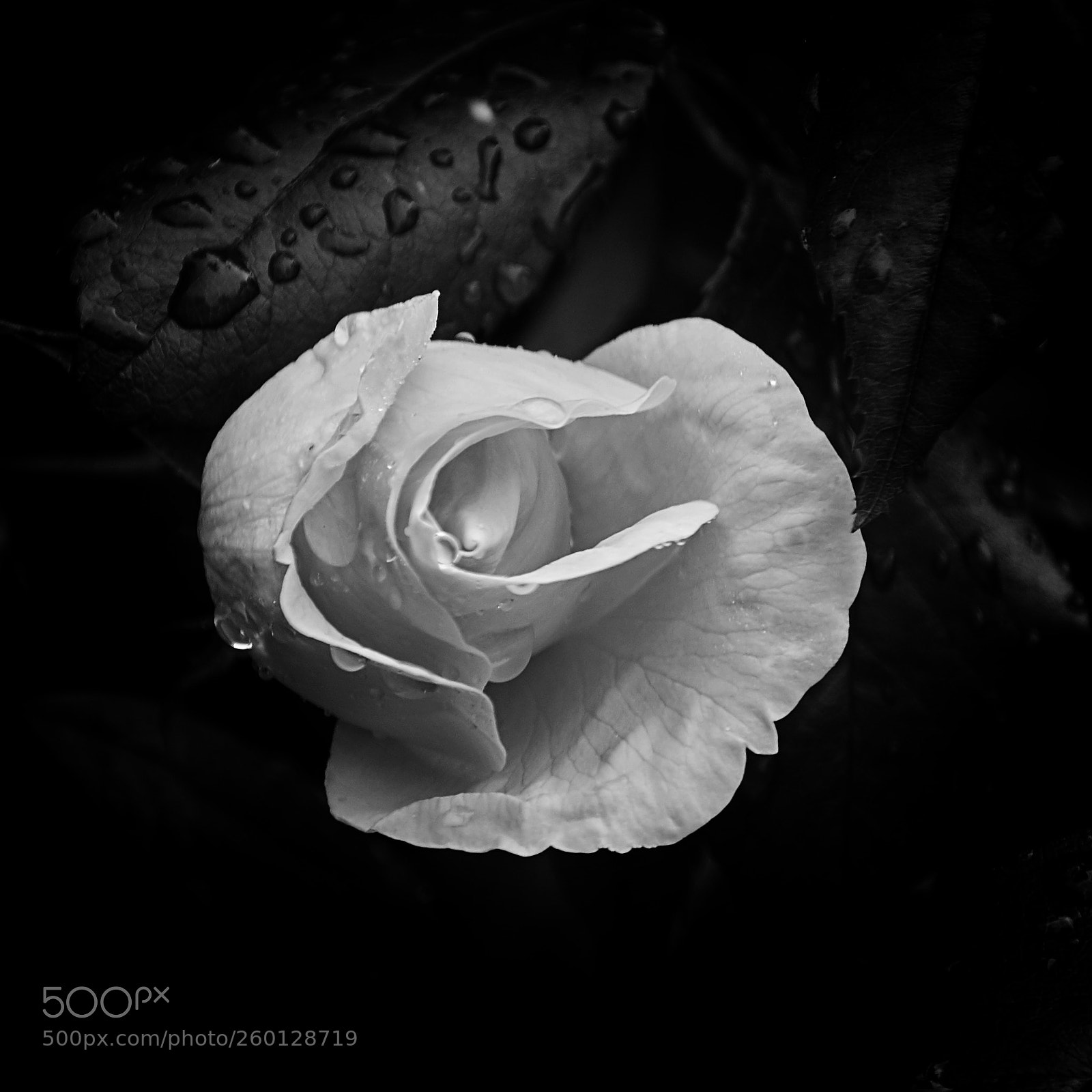 Nikon D7200 sample photo. Rose photography