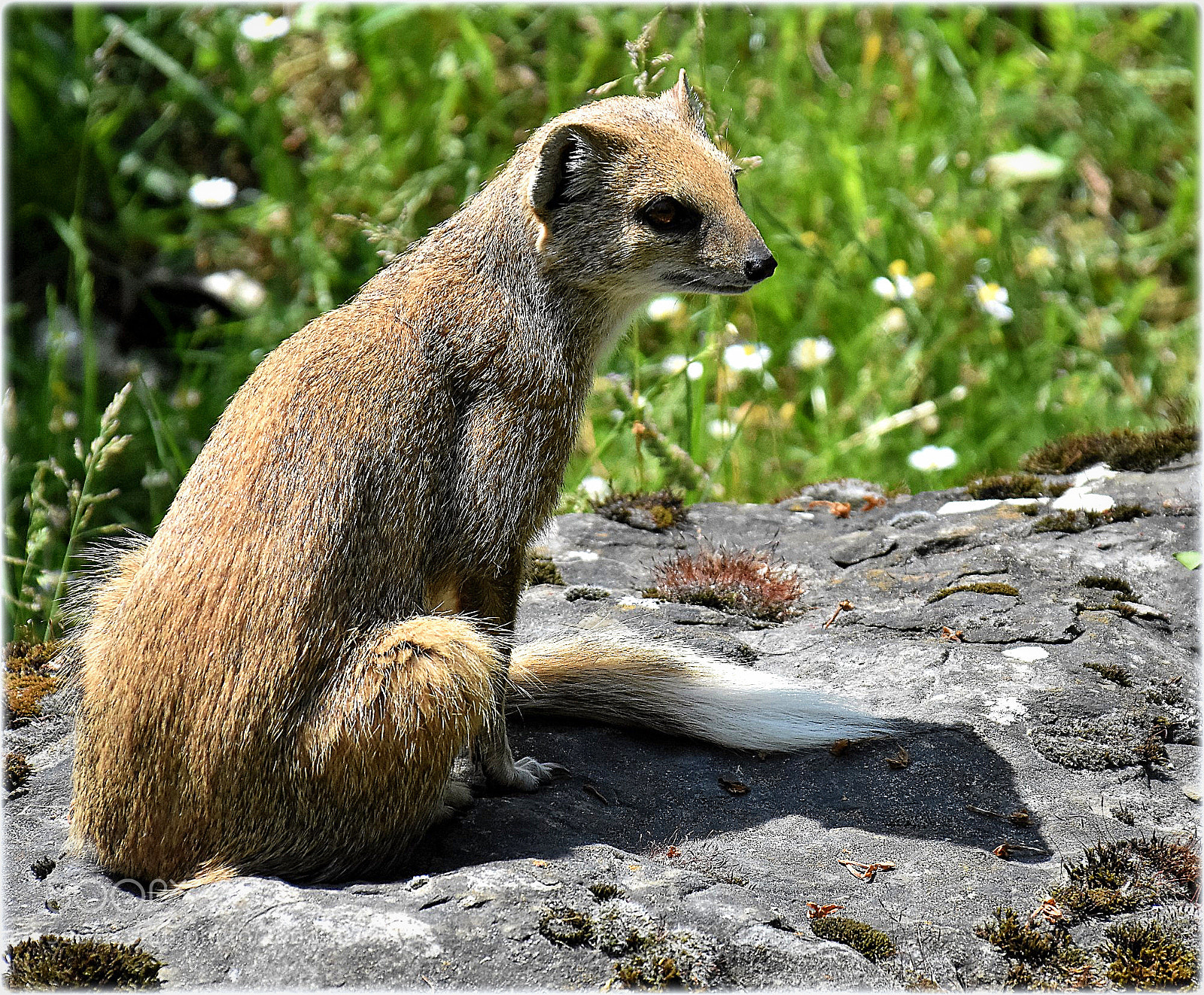 Nikon D7200 sample photo. "fuchsmanguste" photography