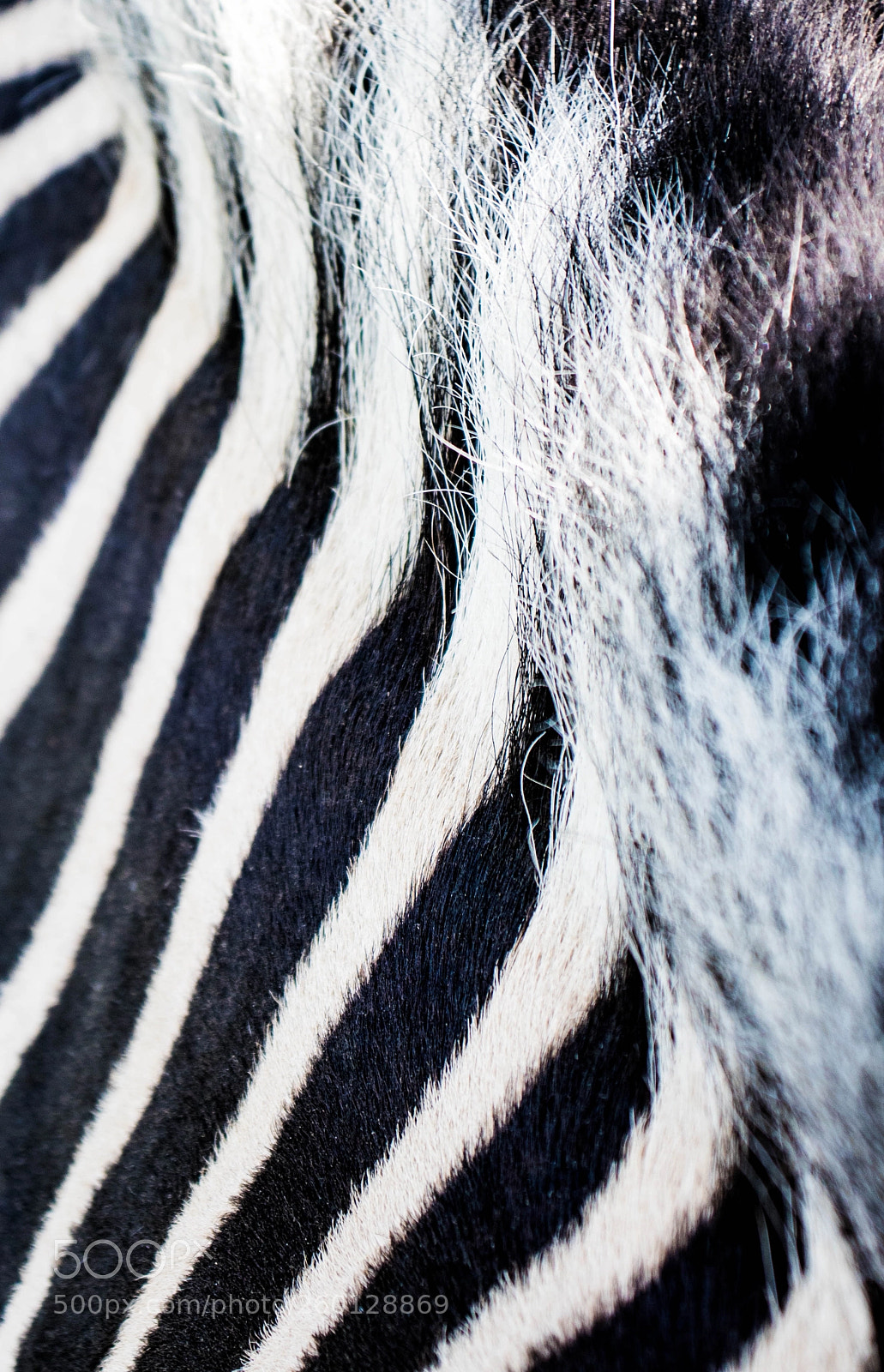 Canon EOS 200D (EOS Rebel SL2 / EOS Kiss X9) sample photo. Where stripes end photography