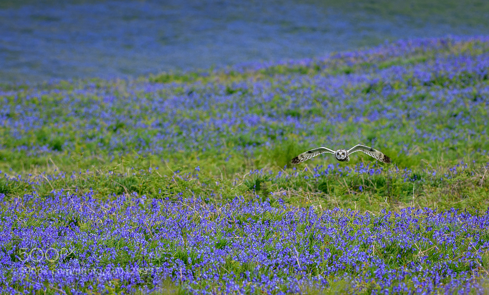 Nikon D850 sample photo. Carpet of beautiful bluebells photography