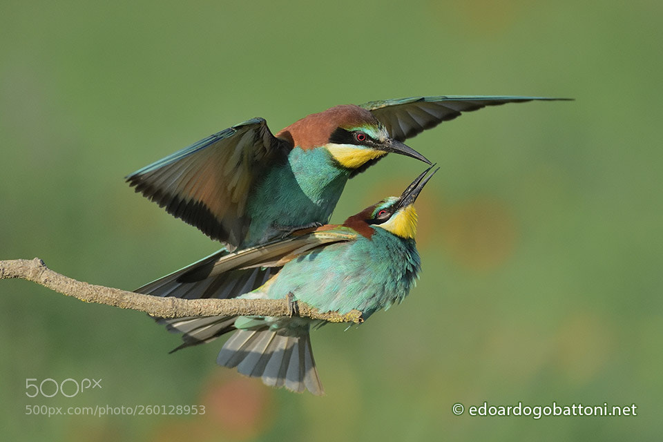 Nikon D750 sample photo. Bee eaters in love #2 photography