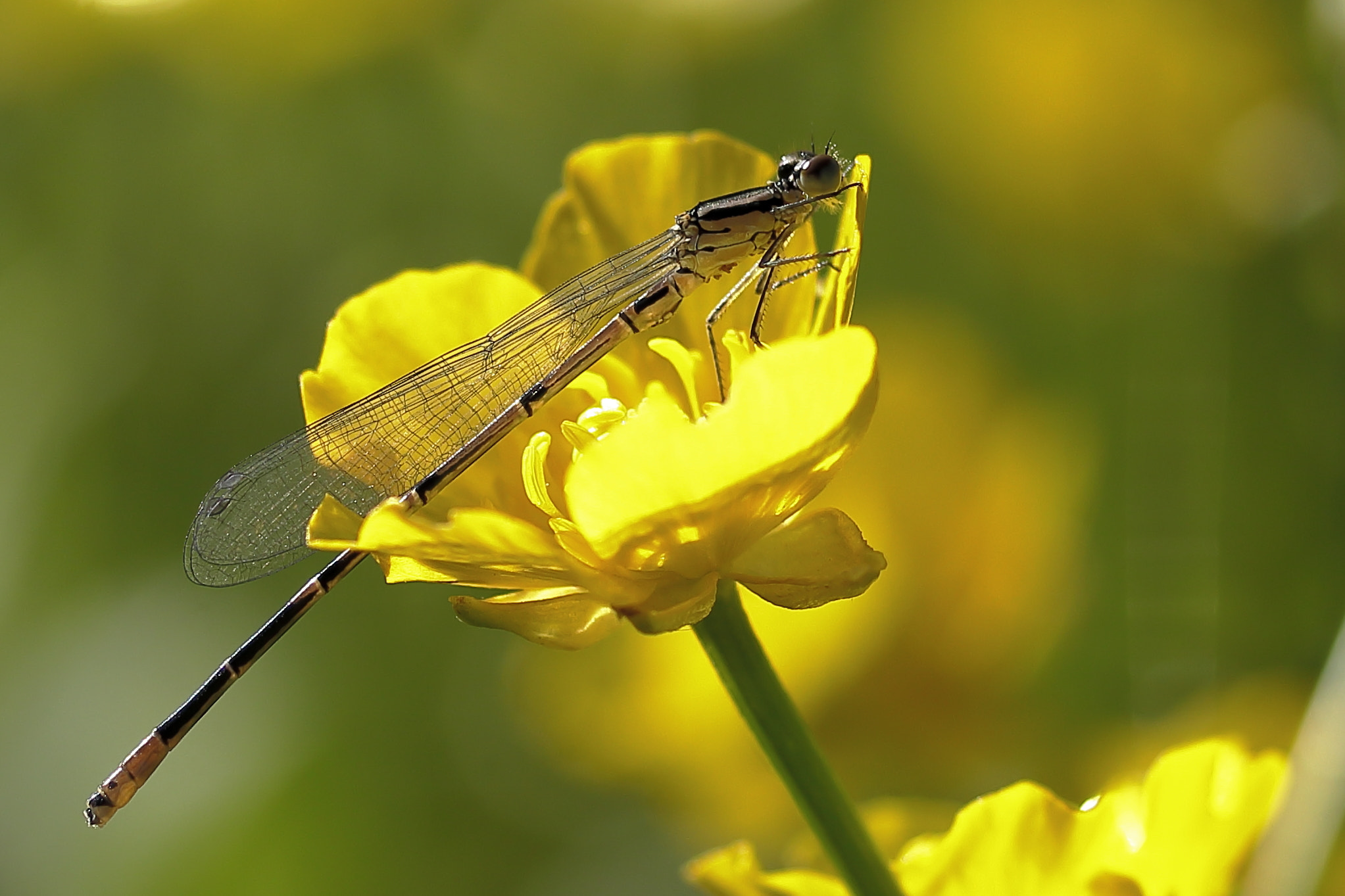 Canon EOS 6D + Canon EF 100-400mm F4.5-5.6L IS USM sample photo. Mg photography