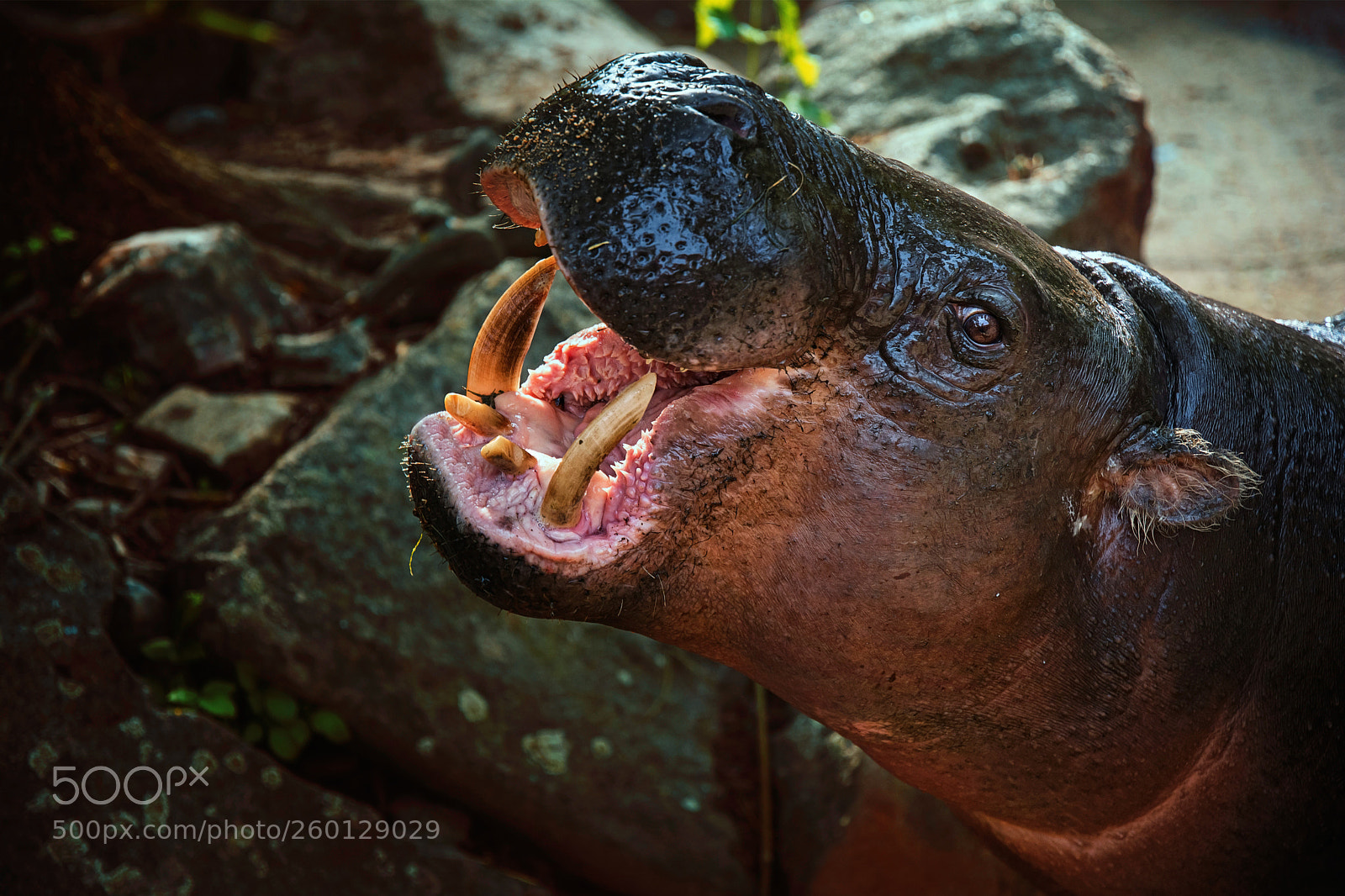 Nikon D7100 sample photo. Pygmy hippopotamus (hexaprotodon liberiensis) photography