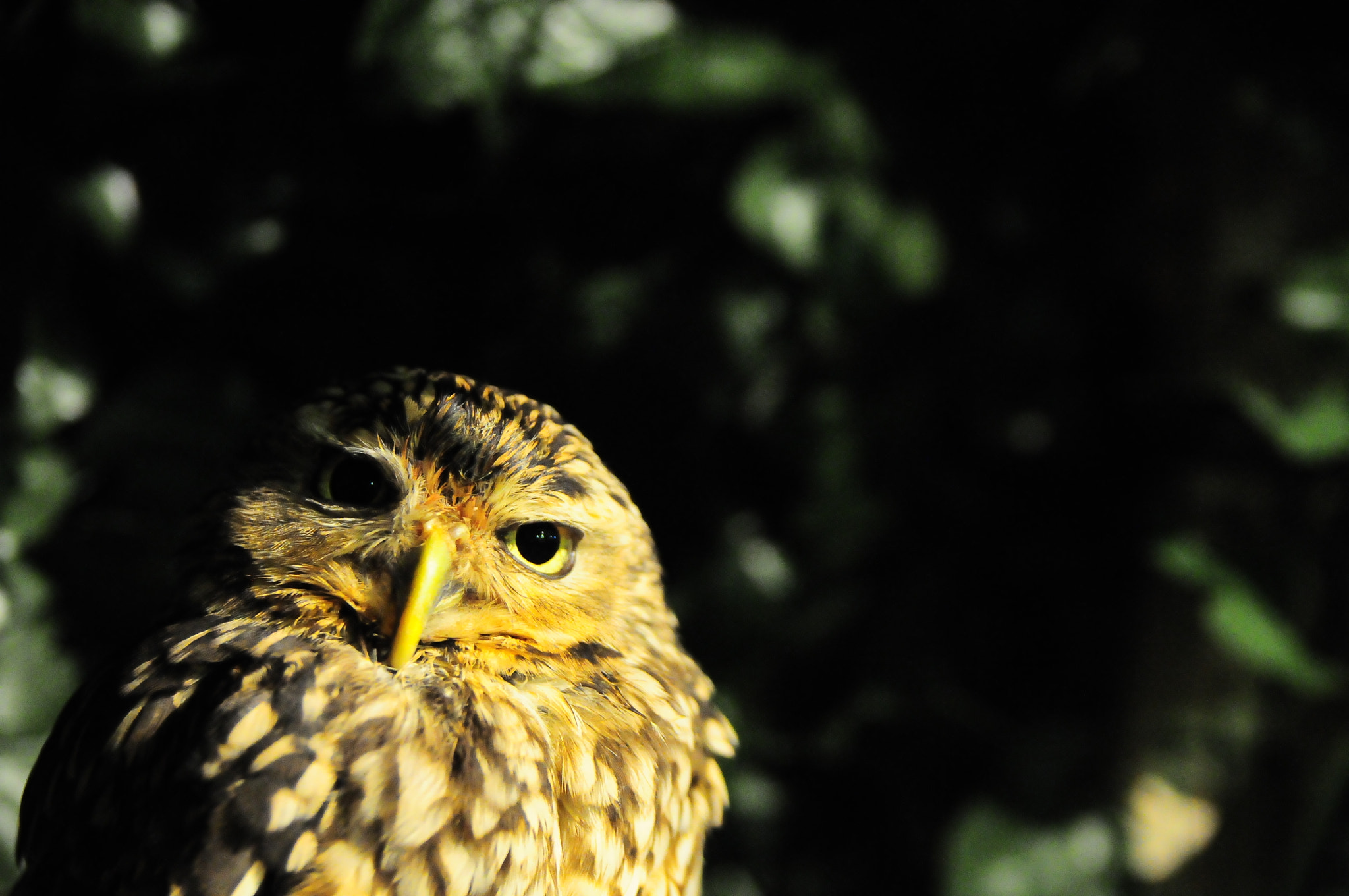 Nikon D300 + Sigma 18-50mm F2.8 EX DC Macro sample photo. Night flighter photography