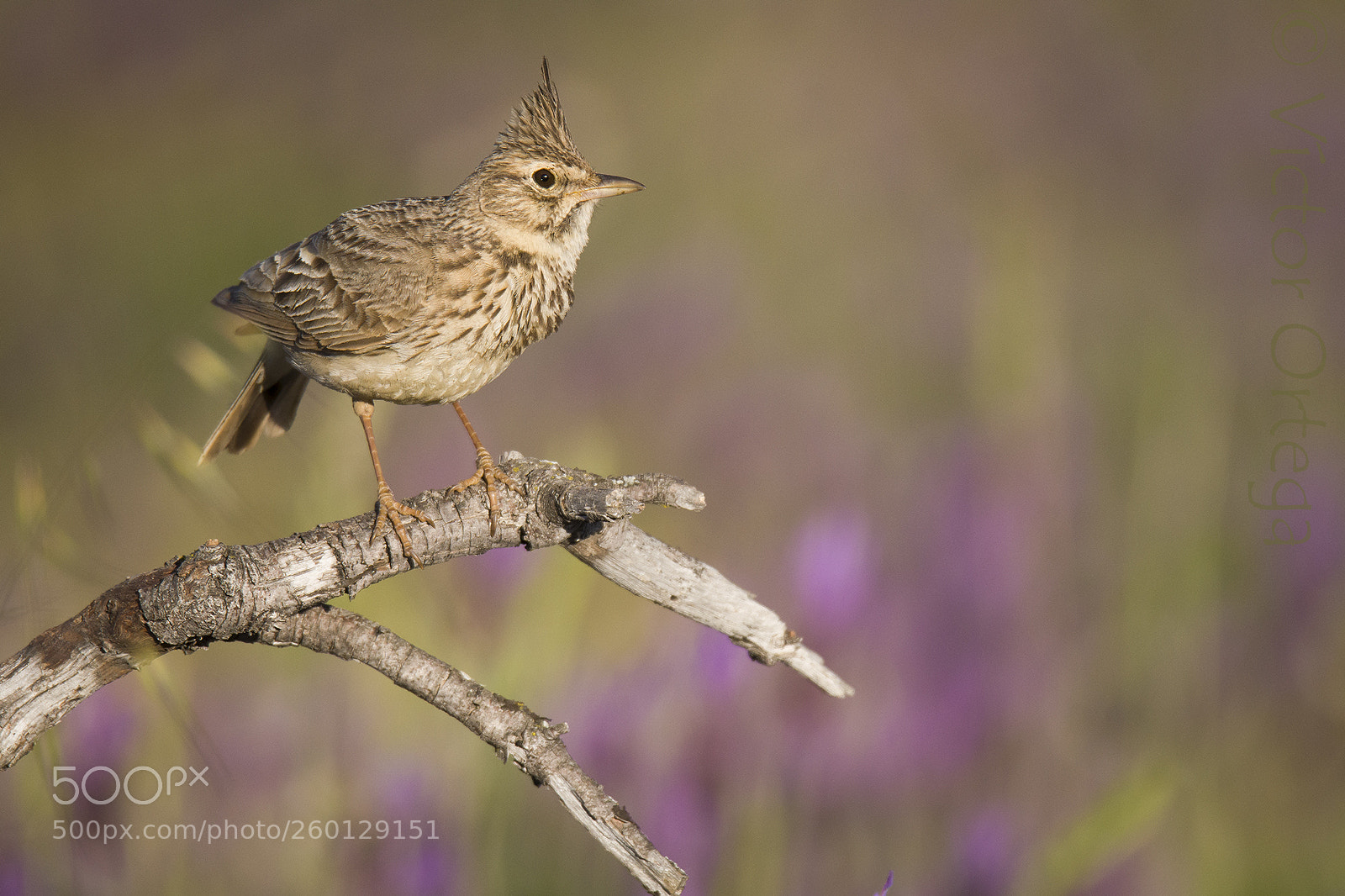 Nikon D500 sample photo. Lark in purple photography