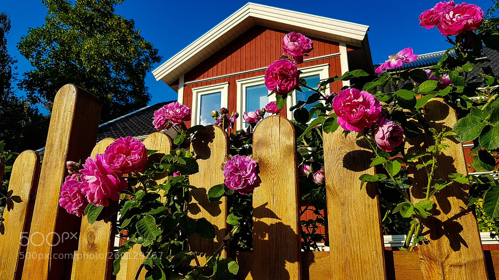Samsung Galaxy S7 sample photo. Rosen am schwedenhaus photography