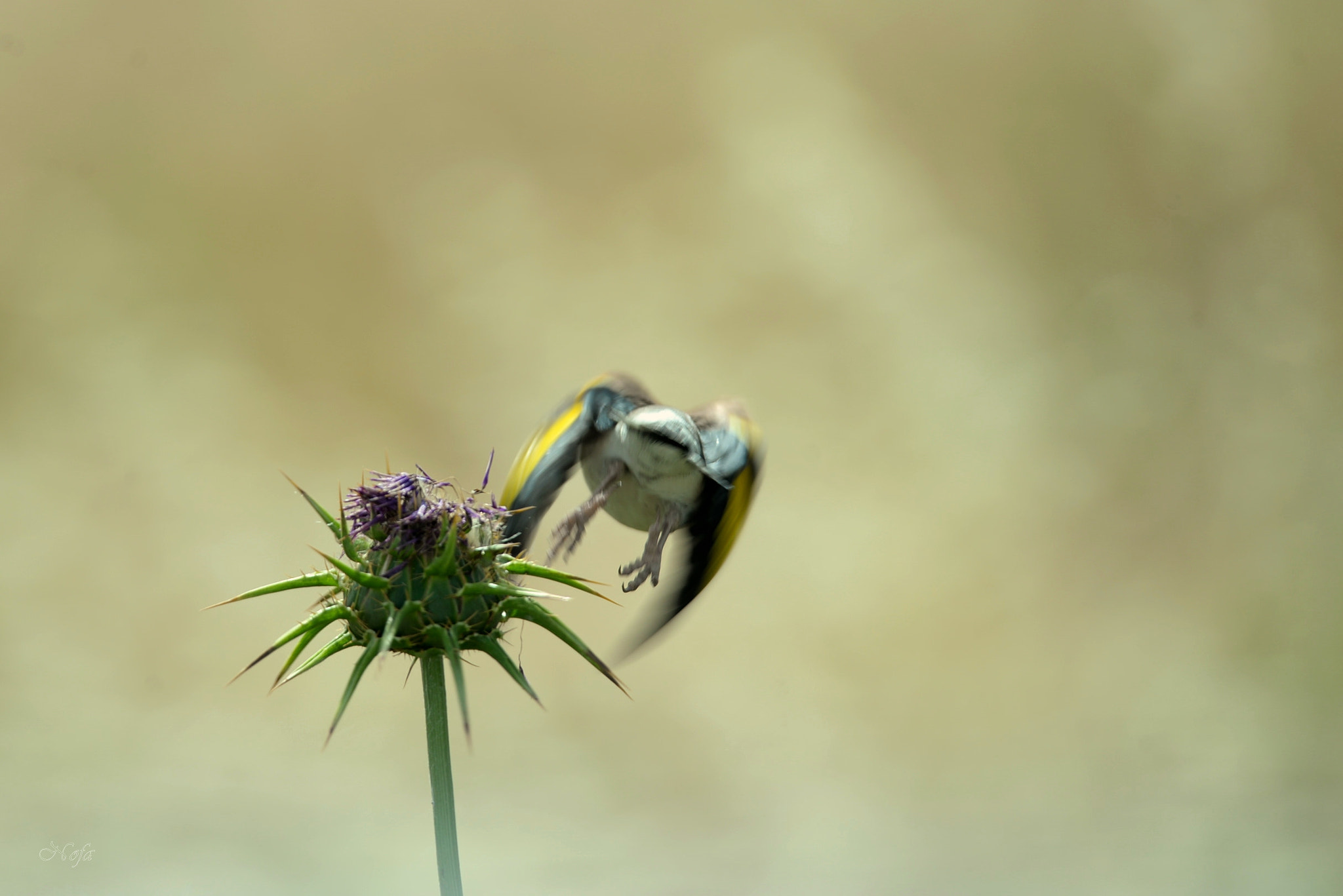 Nikon D610 sample photo. Cuk cu photography