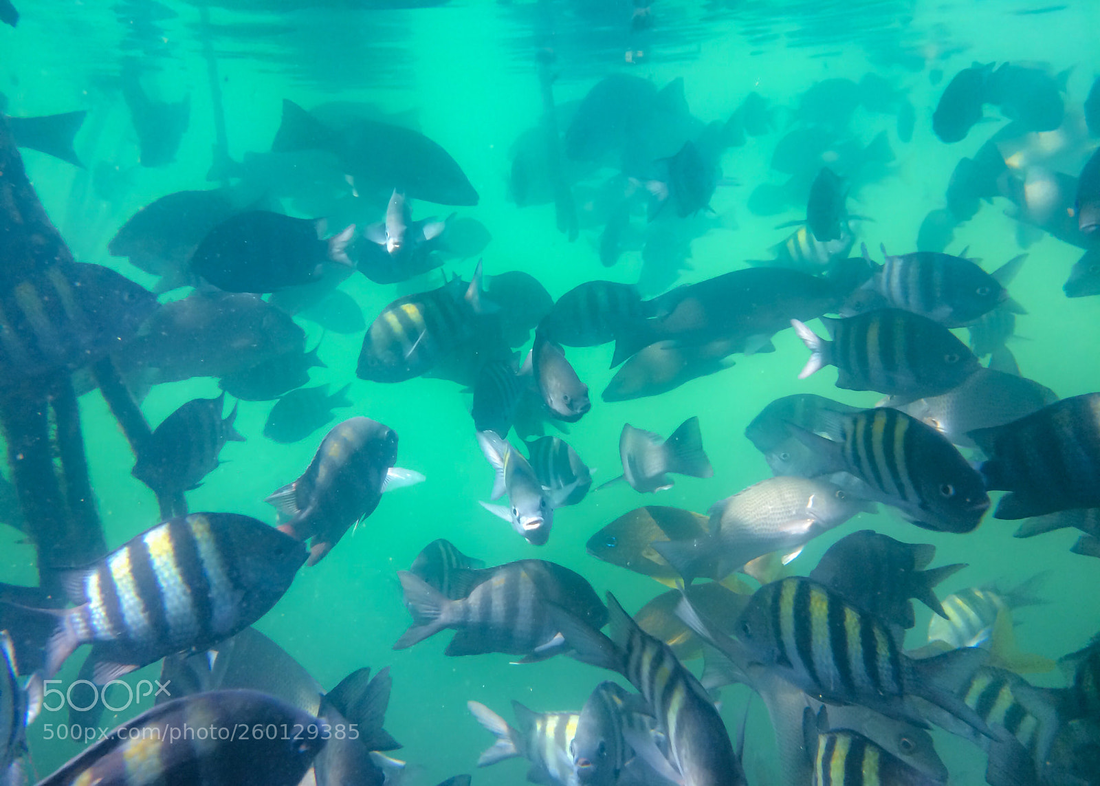 Apple iPhone 5s sample photo. Underwater feeding. photography
