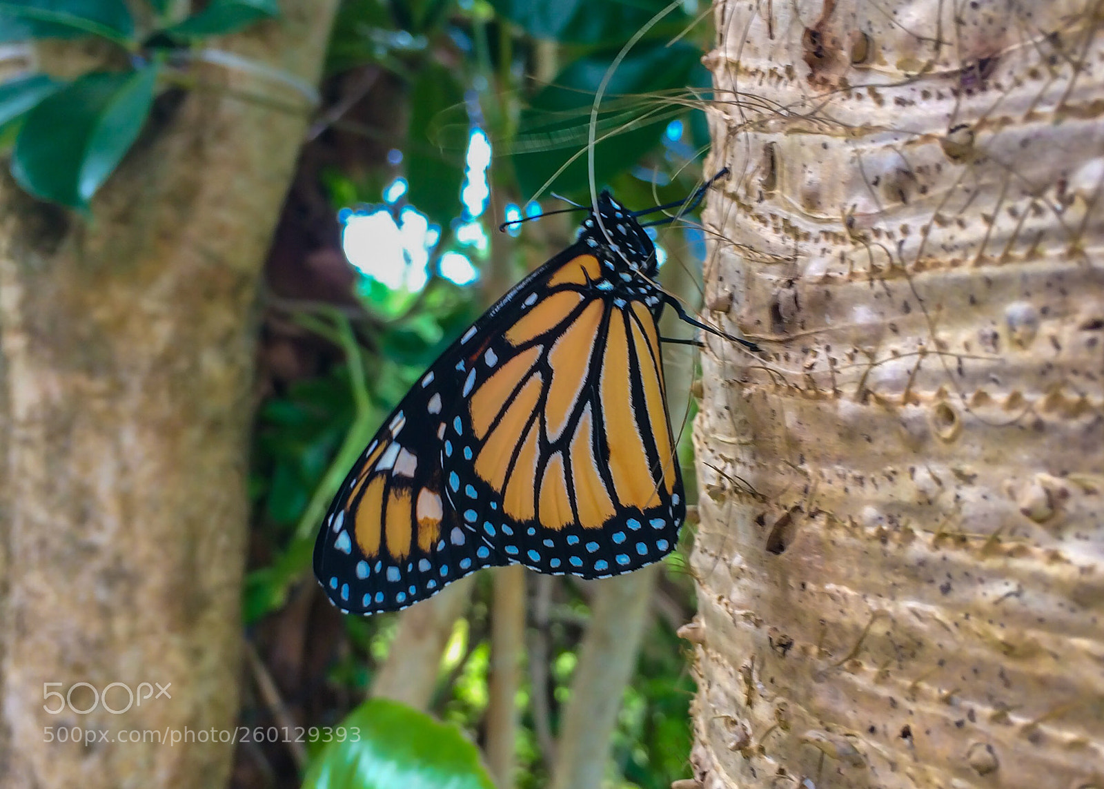 Apple iPhone 5s sample photo. Monarch photography