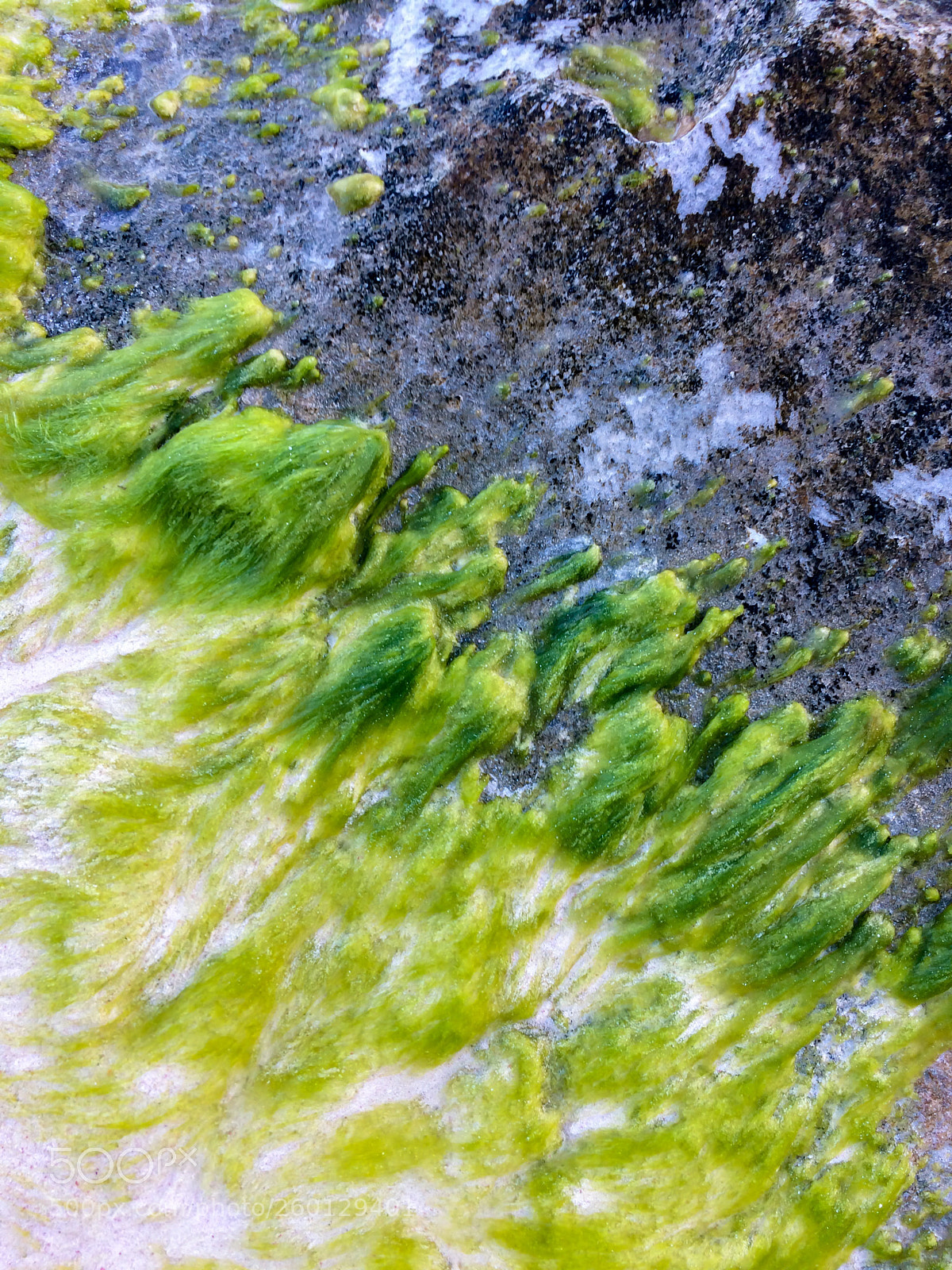 Apple iPhone 5s sample photo. Seaweed photography