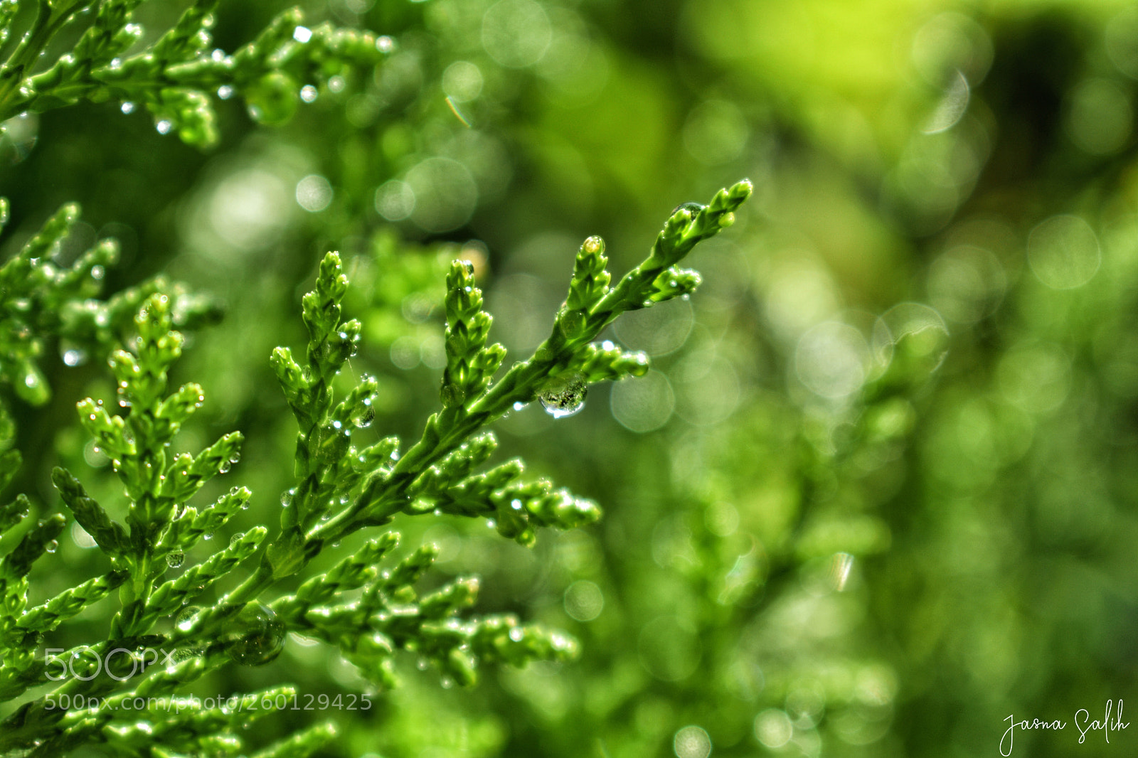 Nikon D3400 sample photo. Evergreen photography