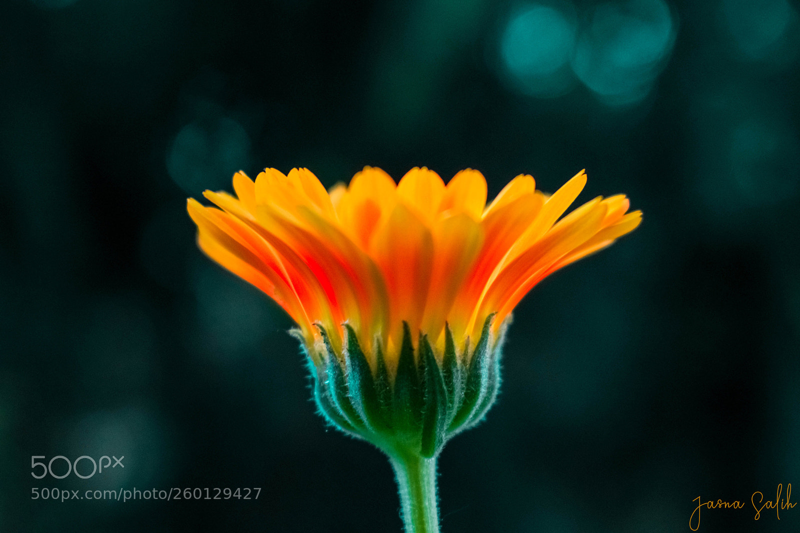 Nikon D3400 sample photo. Calendula photography